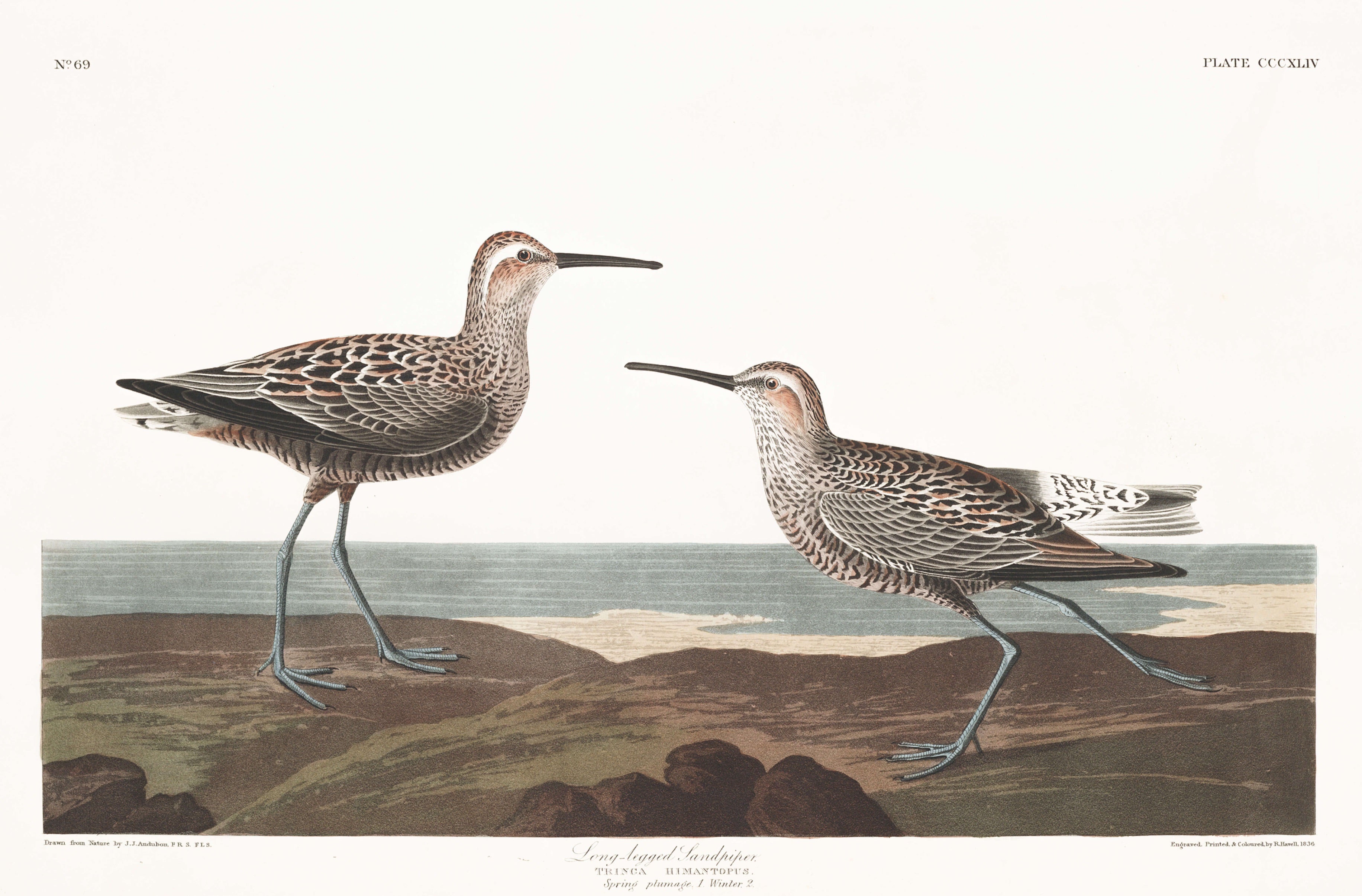 BIRDS OF AMERICA 37