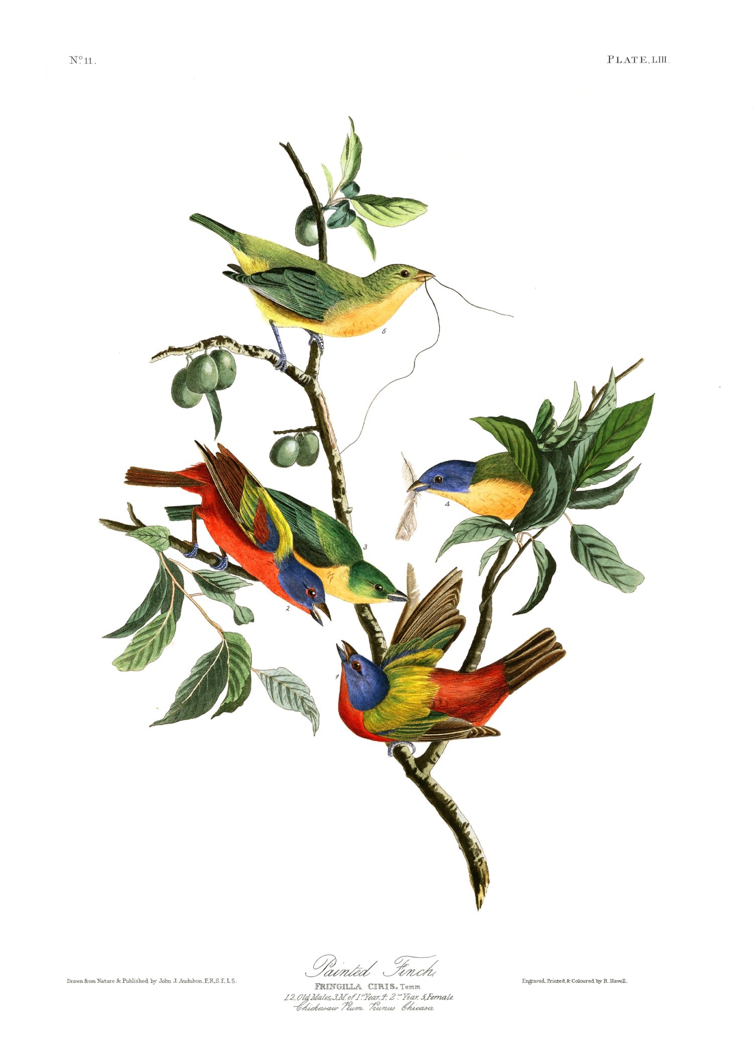 BIRDS OF AMERICA 4