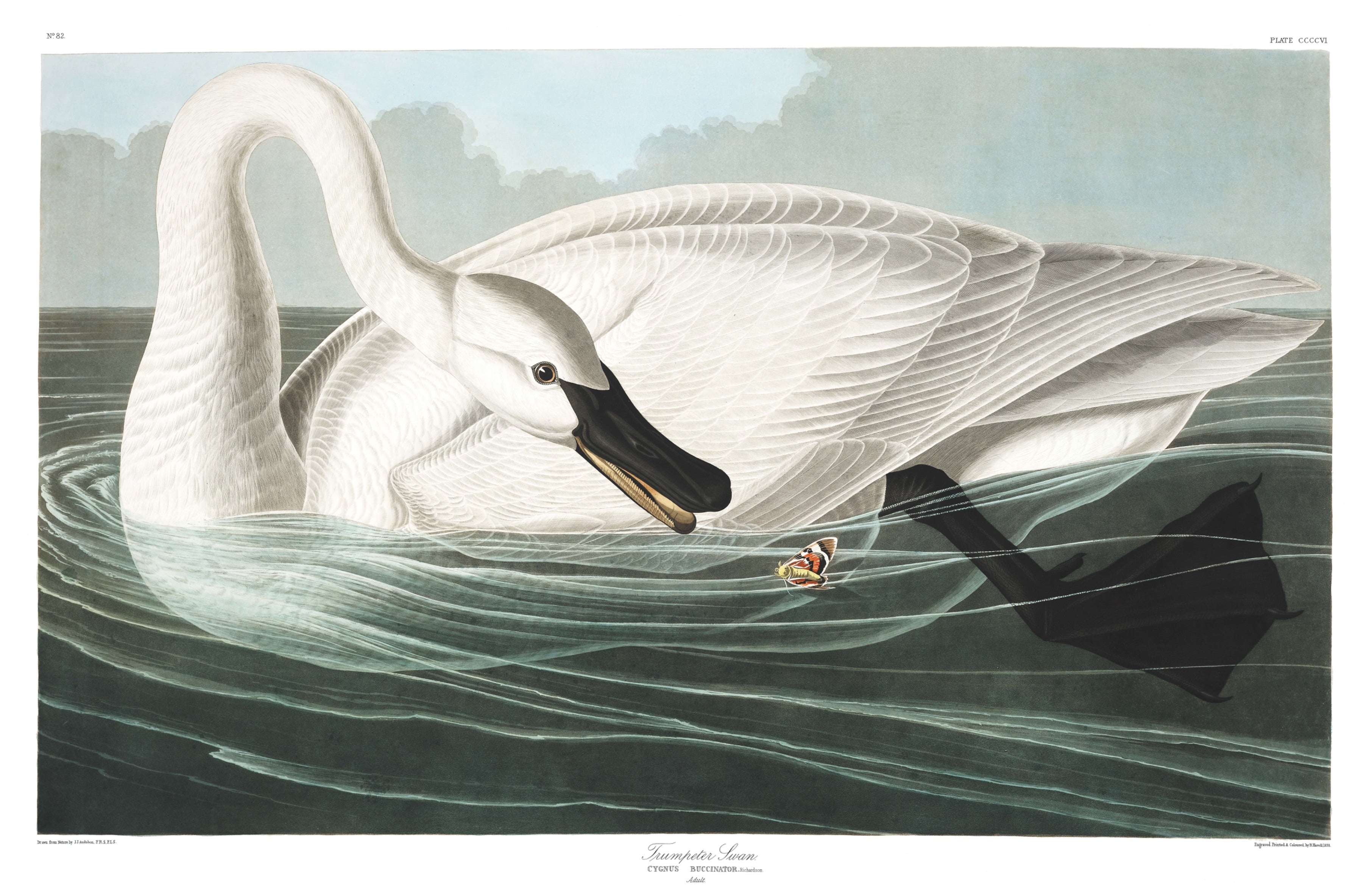 BIRDS OF AMERICA 41