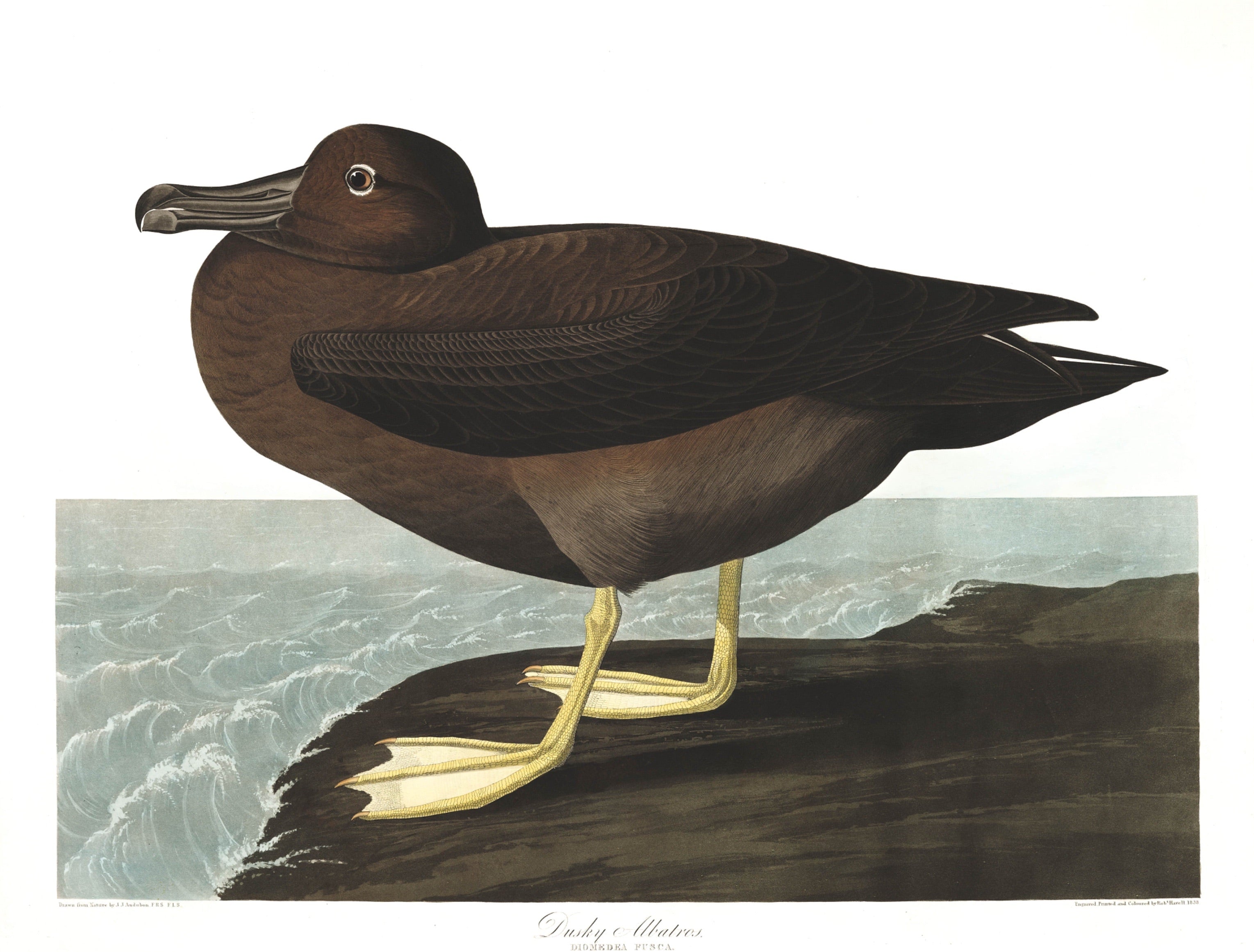 BIRDS OF AMERICA 42