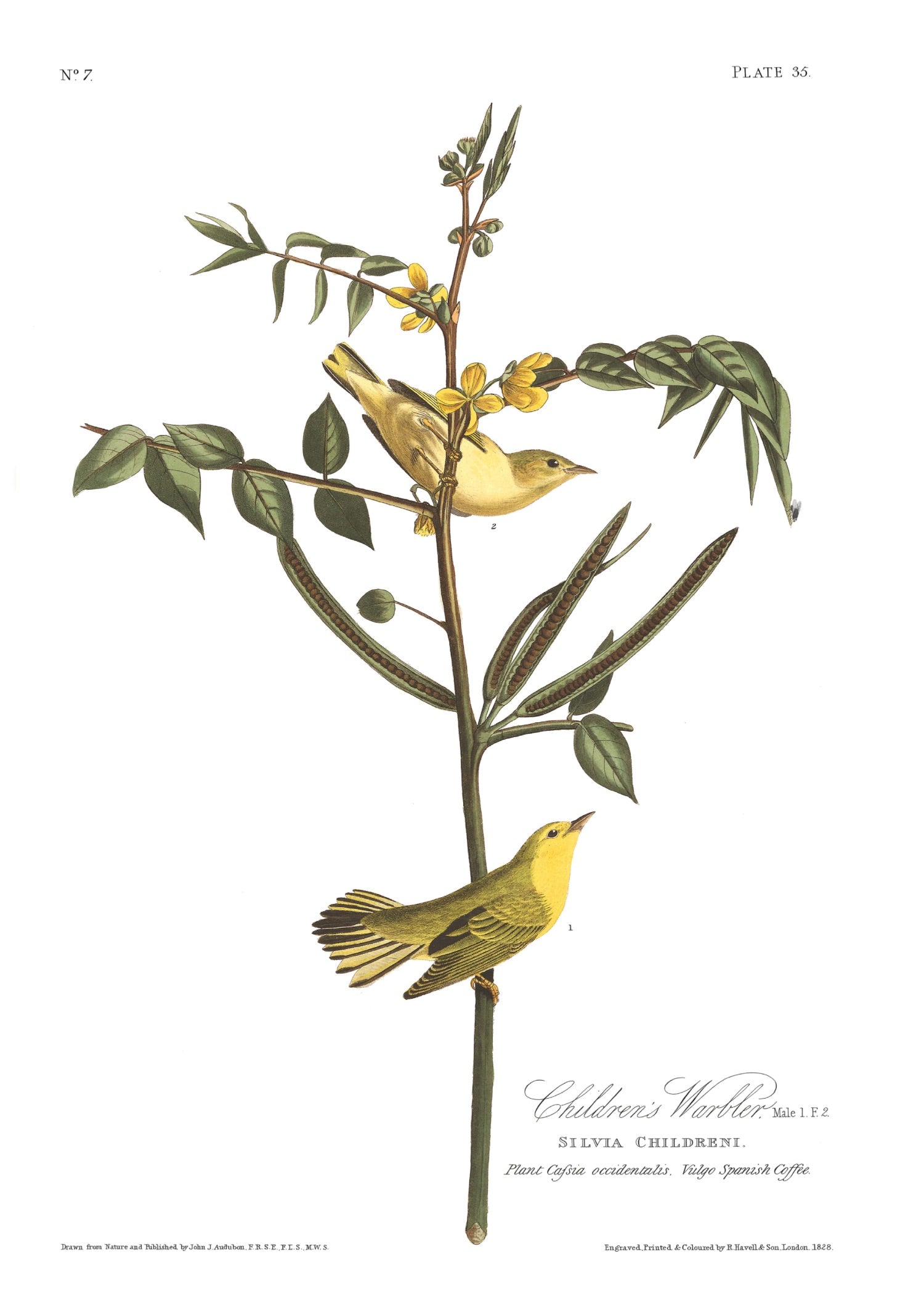 BIRDS OF AMERICA 44