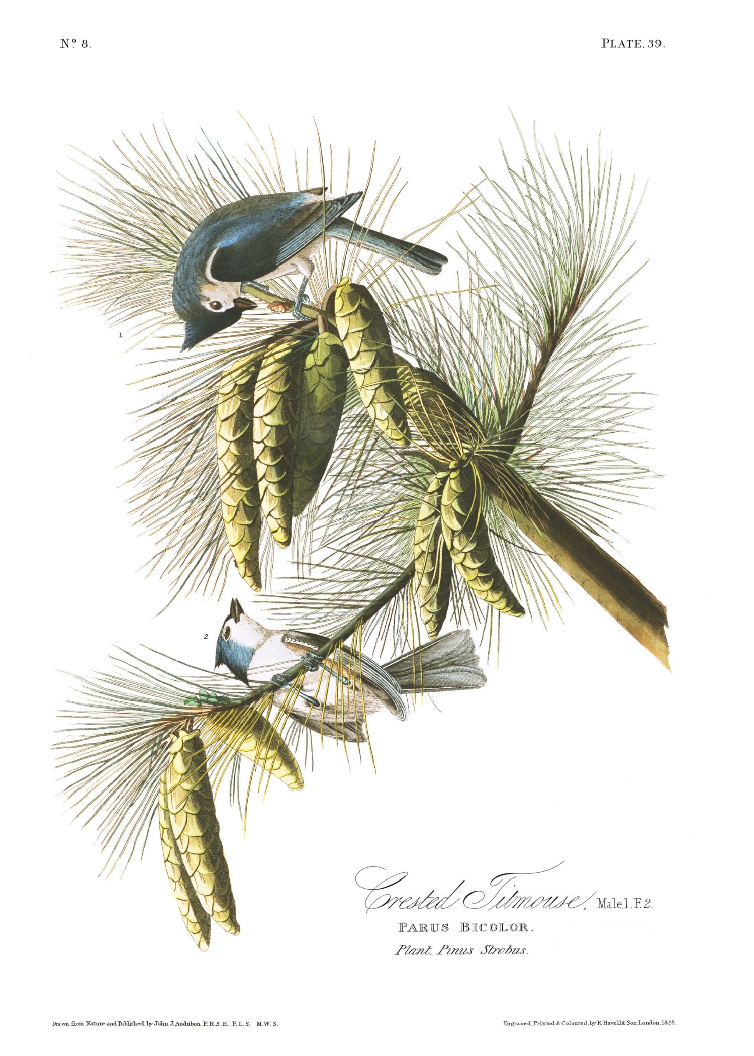 BIRDS OF AMERICA 45