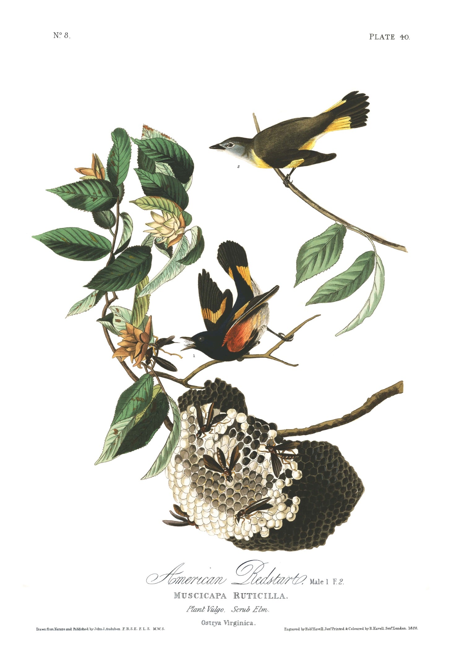 BIRDS OF AMERICA 46