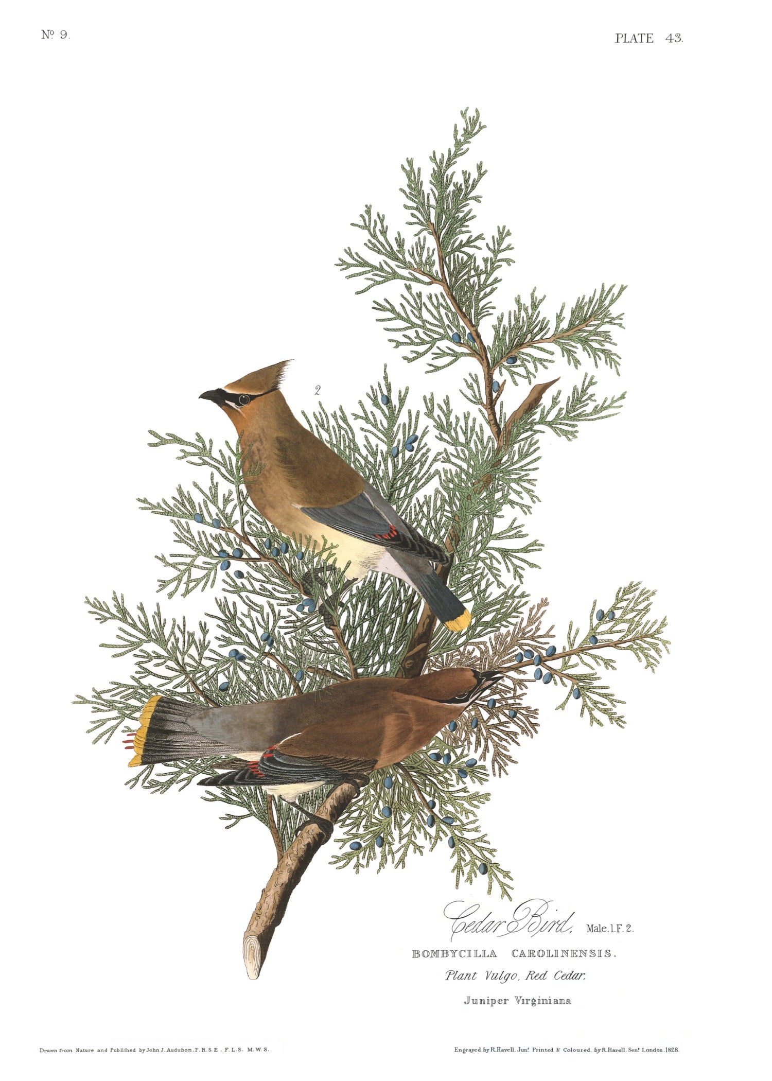 BIRDS OF AMERICA 47