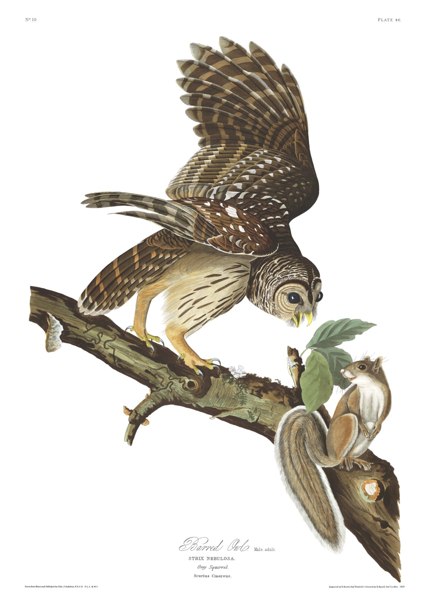 BIRDS OF AMERICA 48
