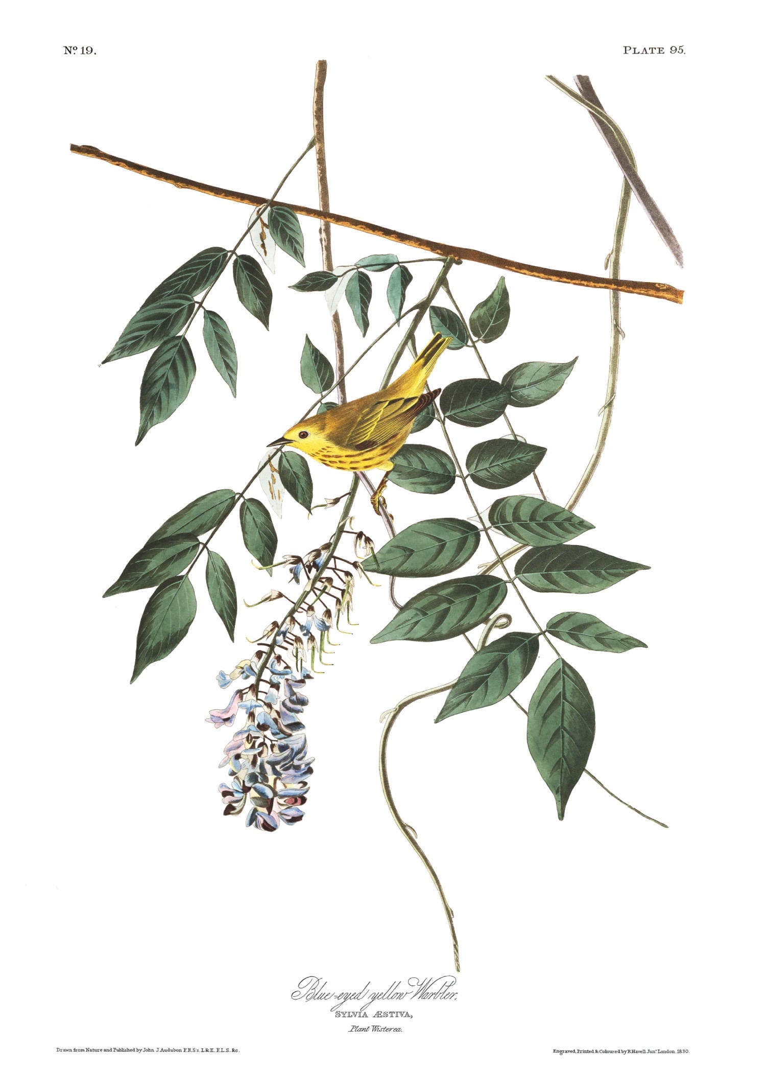 BIRDS OF AMERICA 49