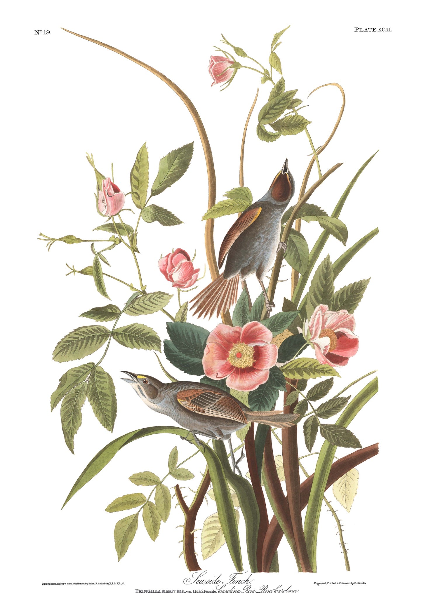 BIRDS OF AMERICA 5