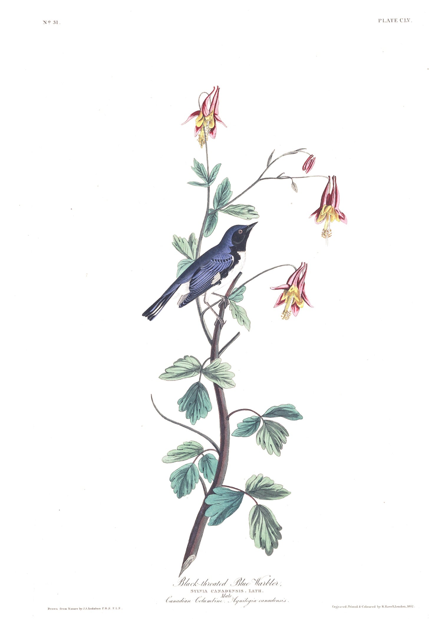 BIRDS OF AMERICA 50