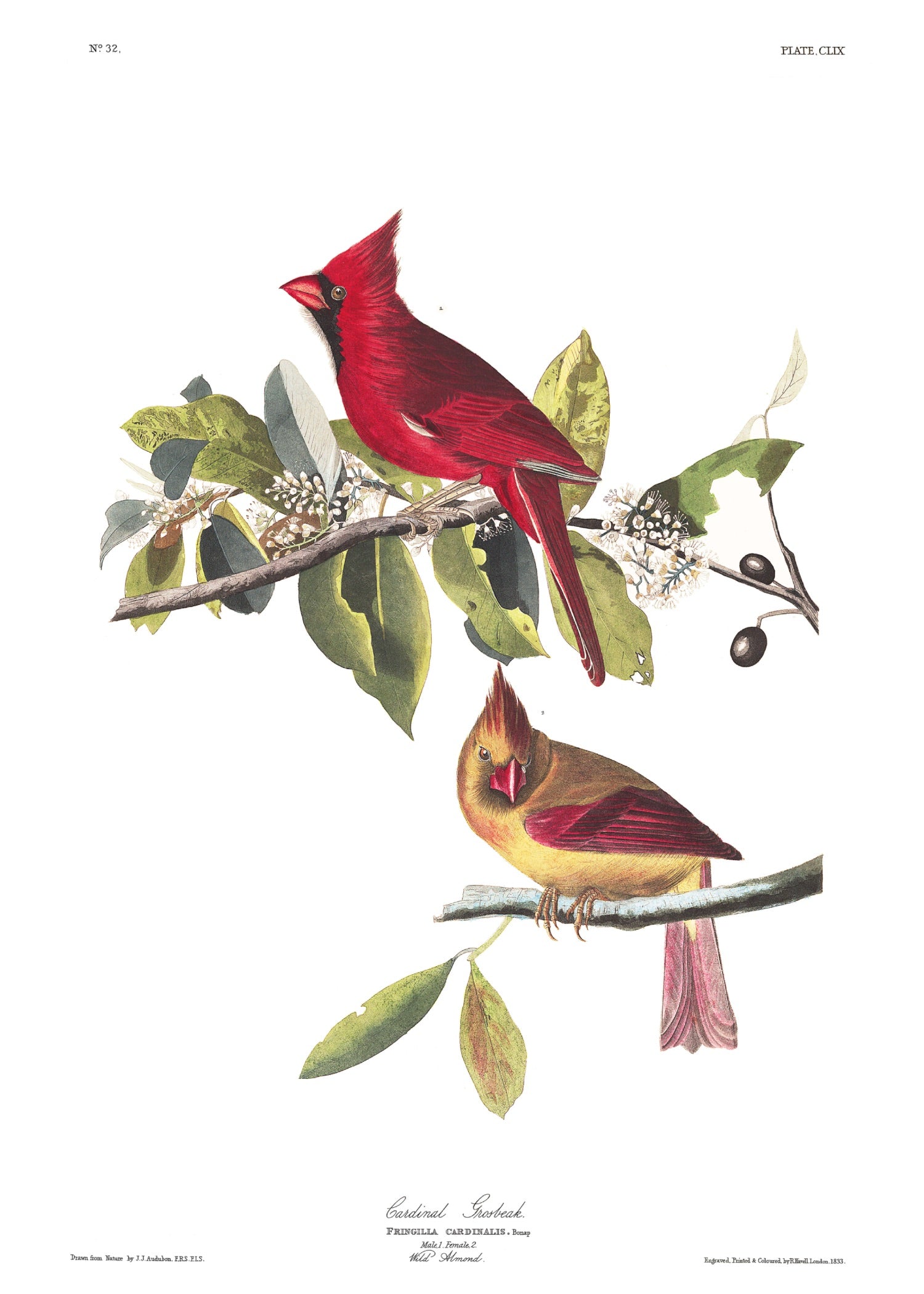 BIRDS OF AMERICA 51
