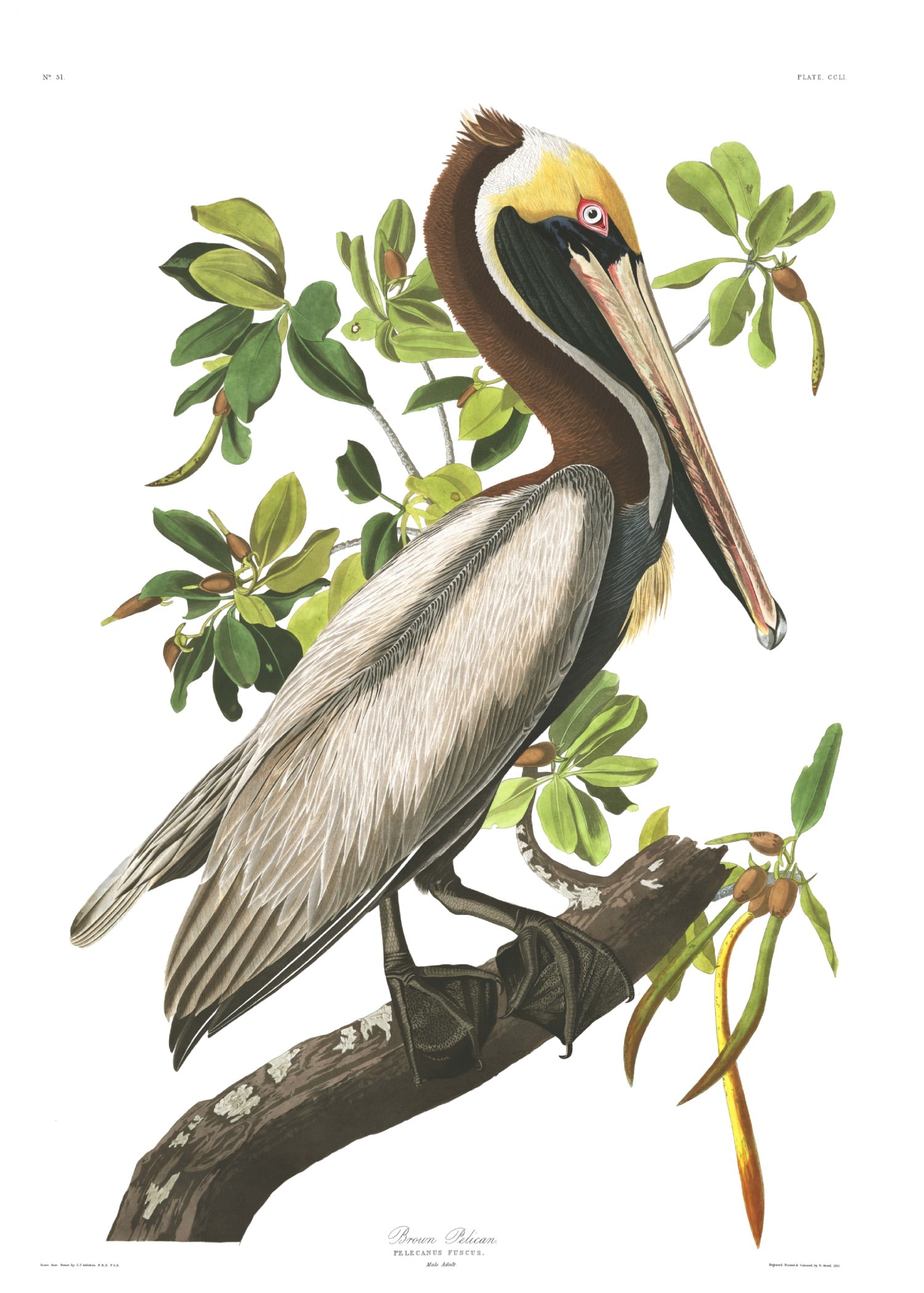 BIRDS OF AMERICA 52