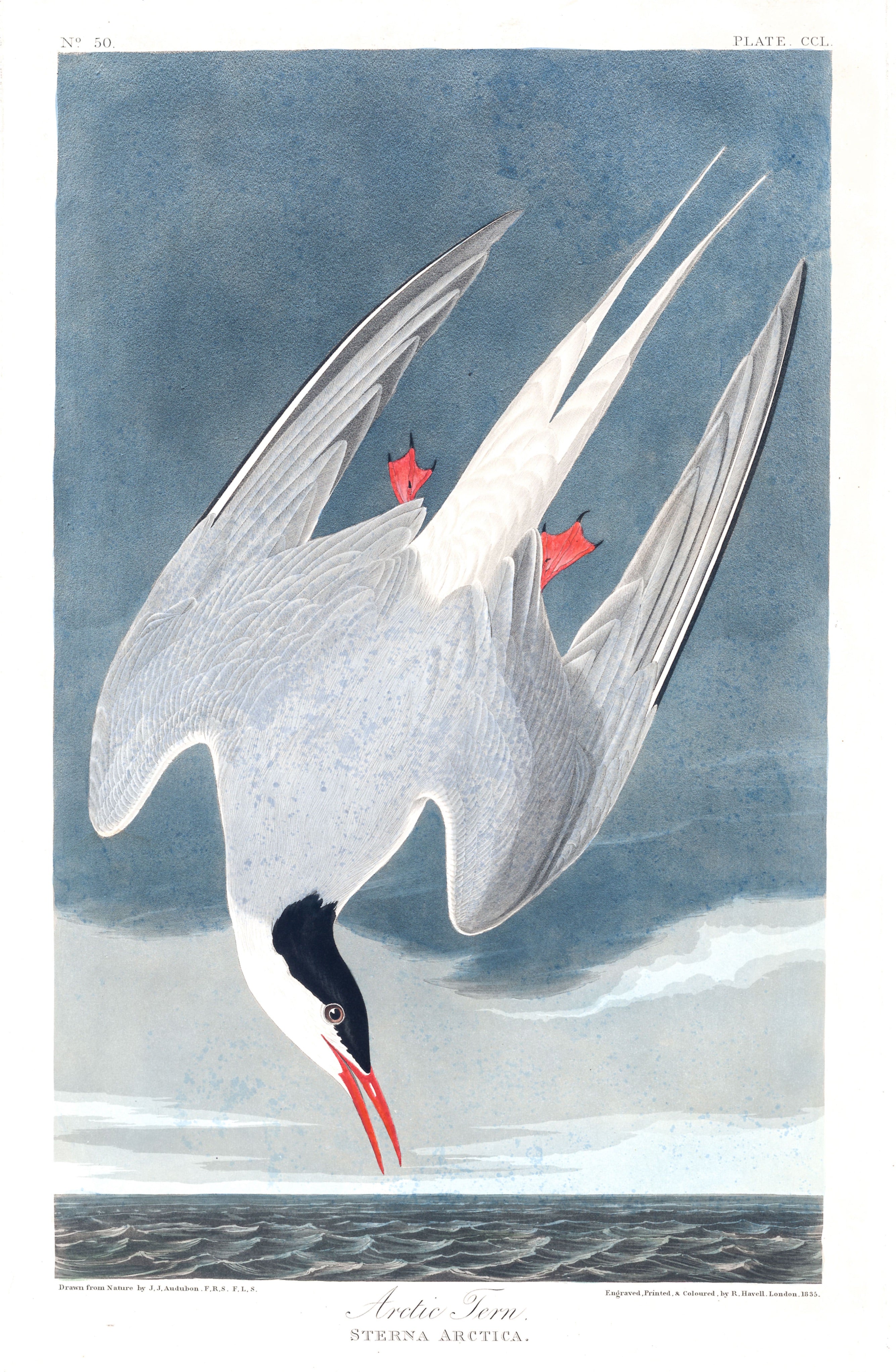 BIRDS OF AMERICA 54