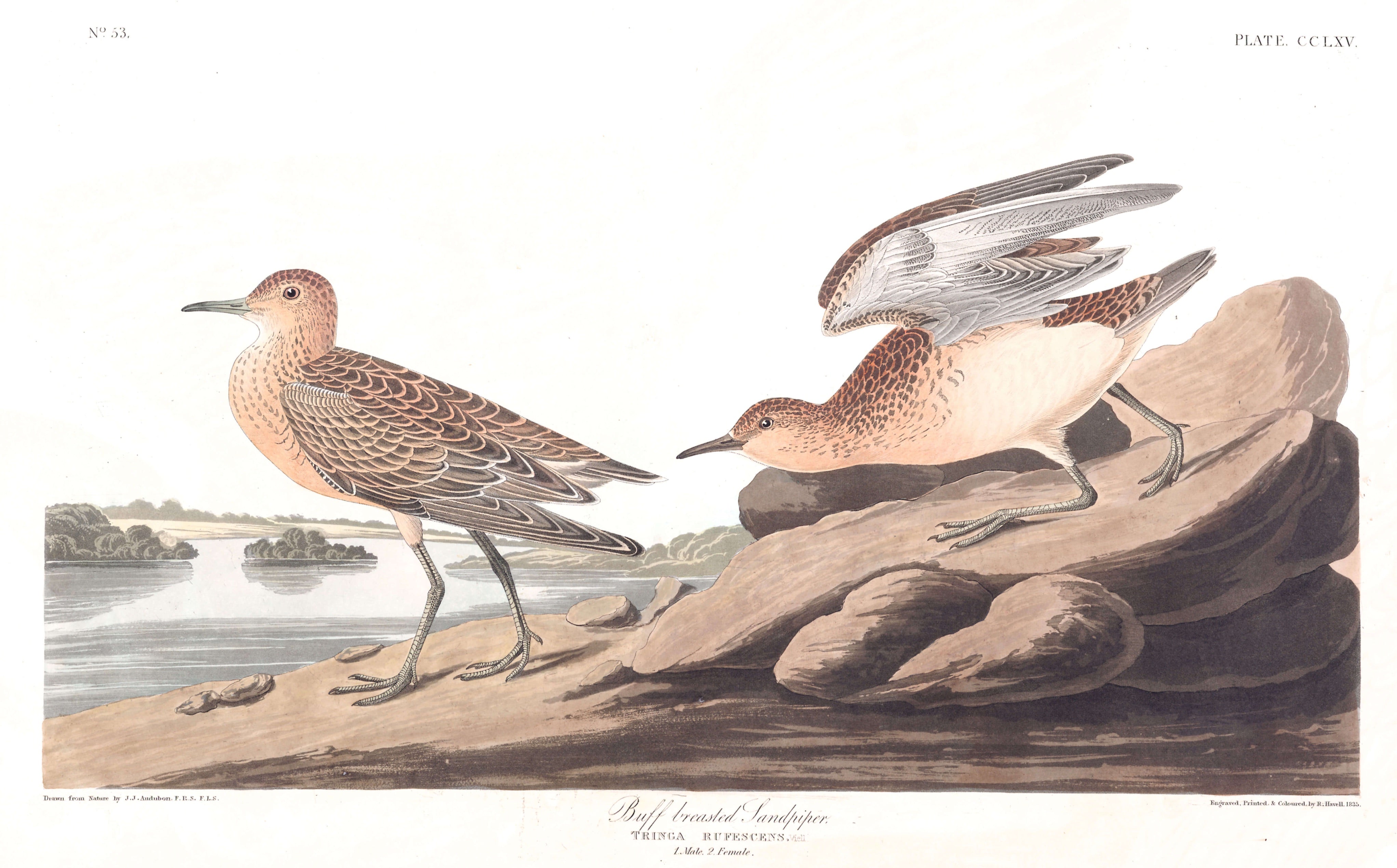 BIRDS OF AMERICA 56