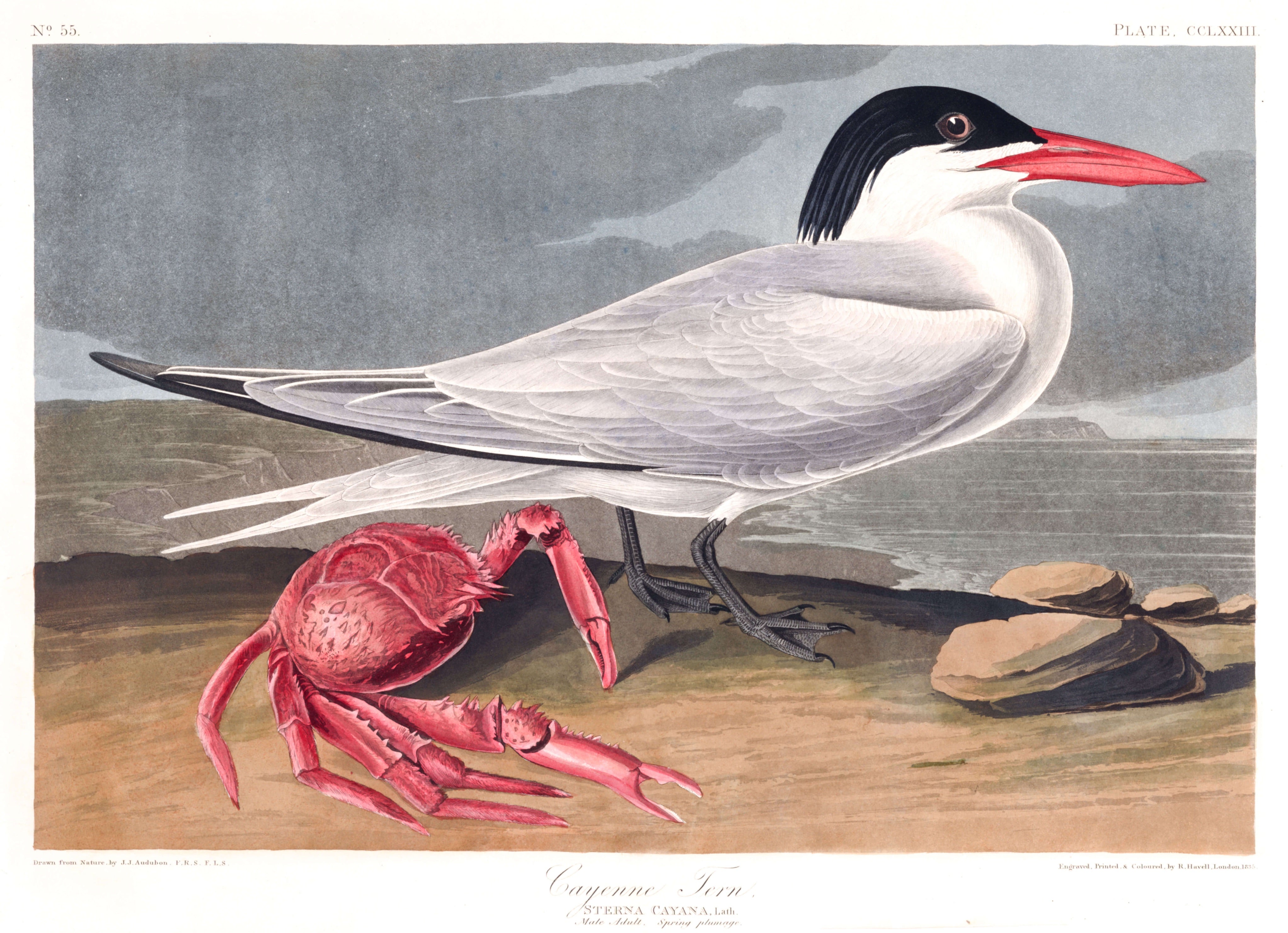 BIRDS OF AMERICA 57