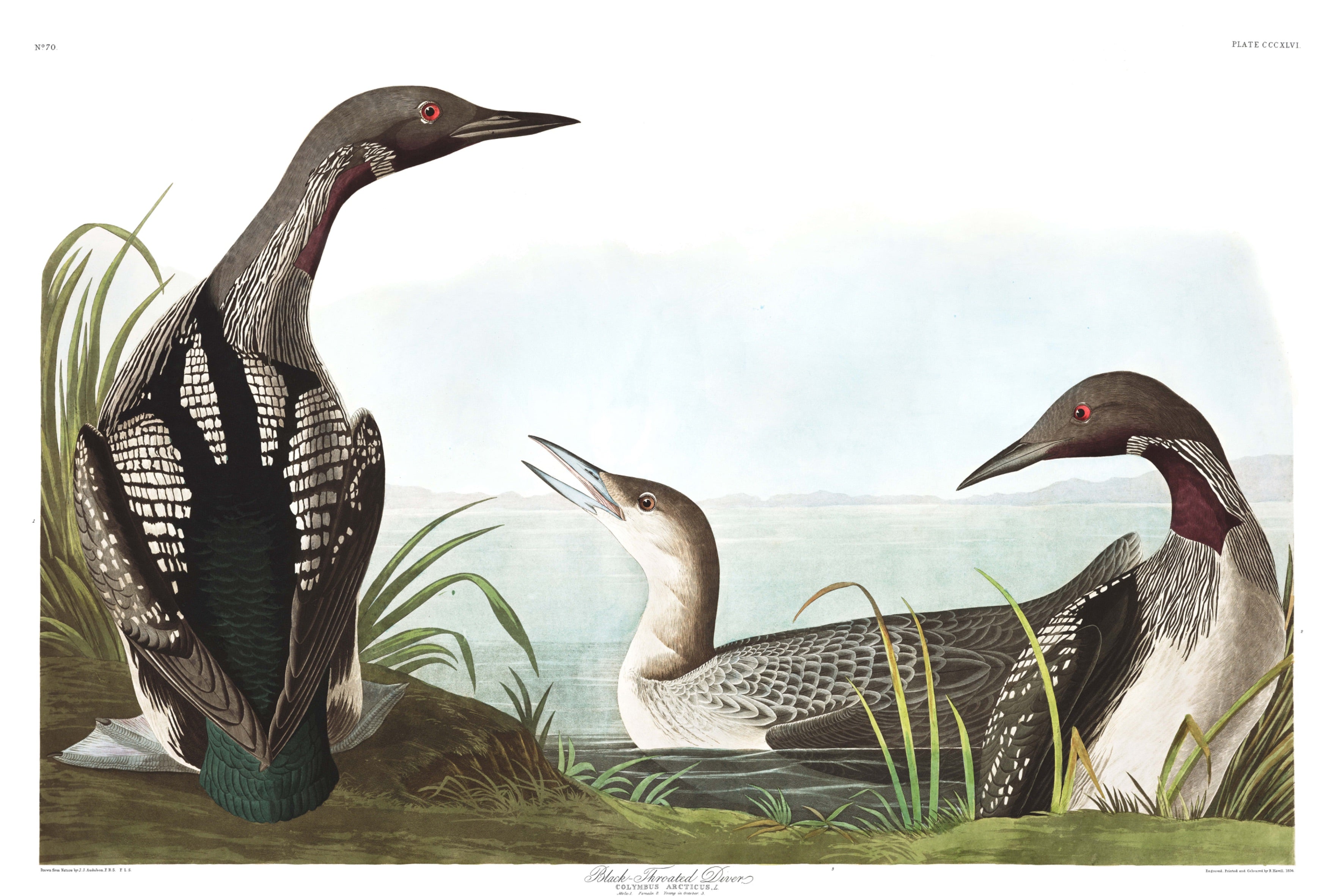 BIRDS OF AMERICA 58