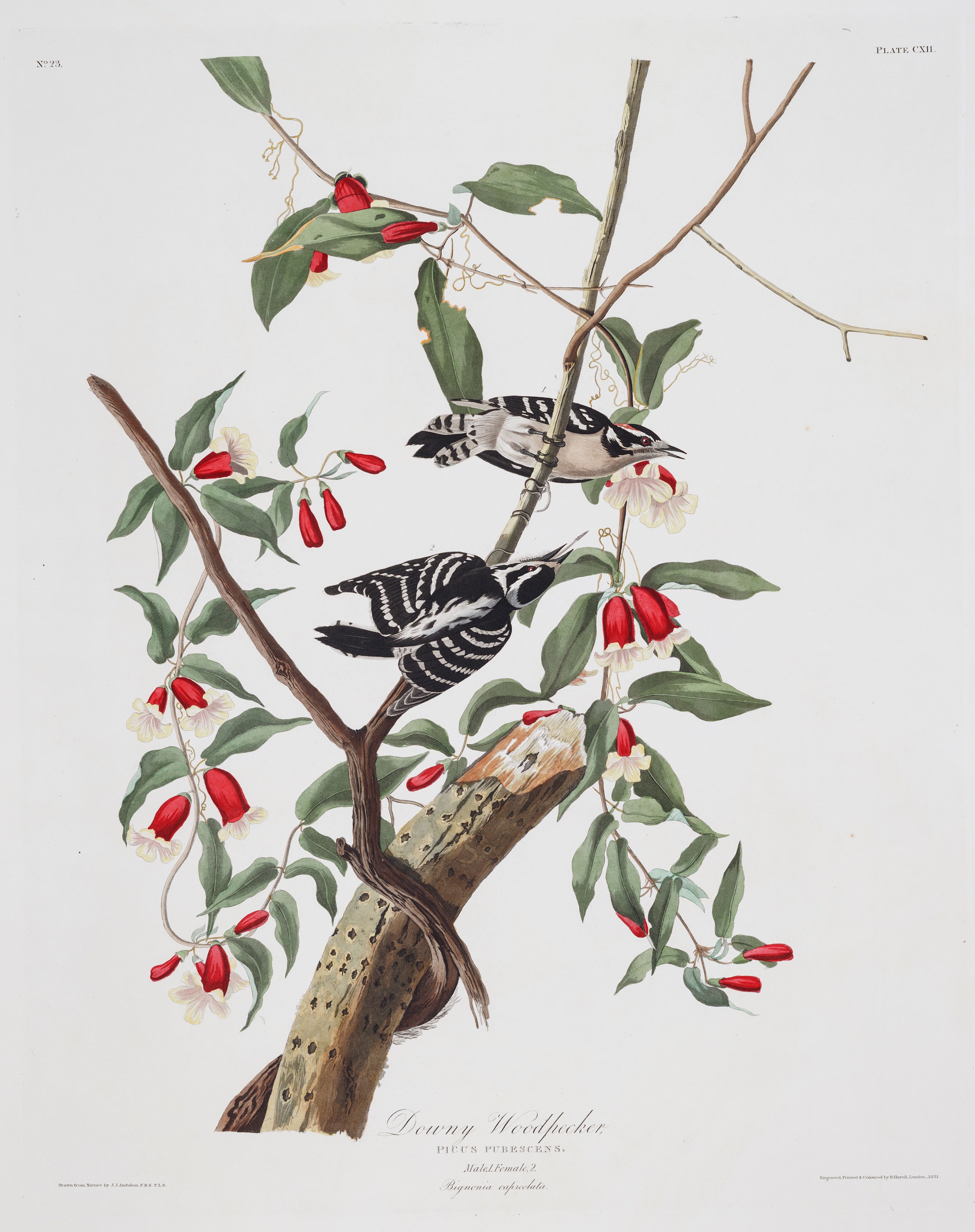 BIRDS OF AMERICA 60