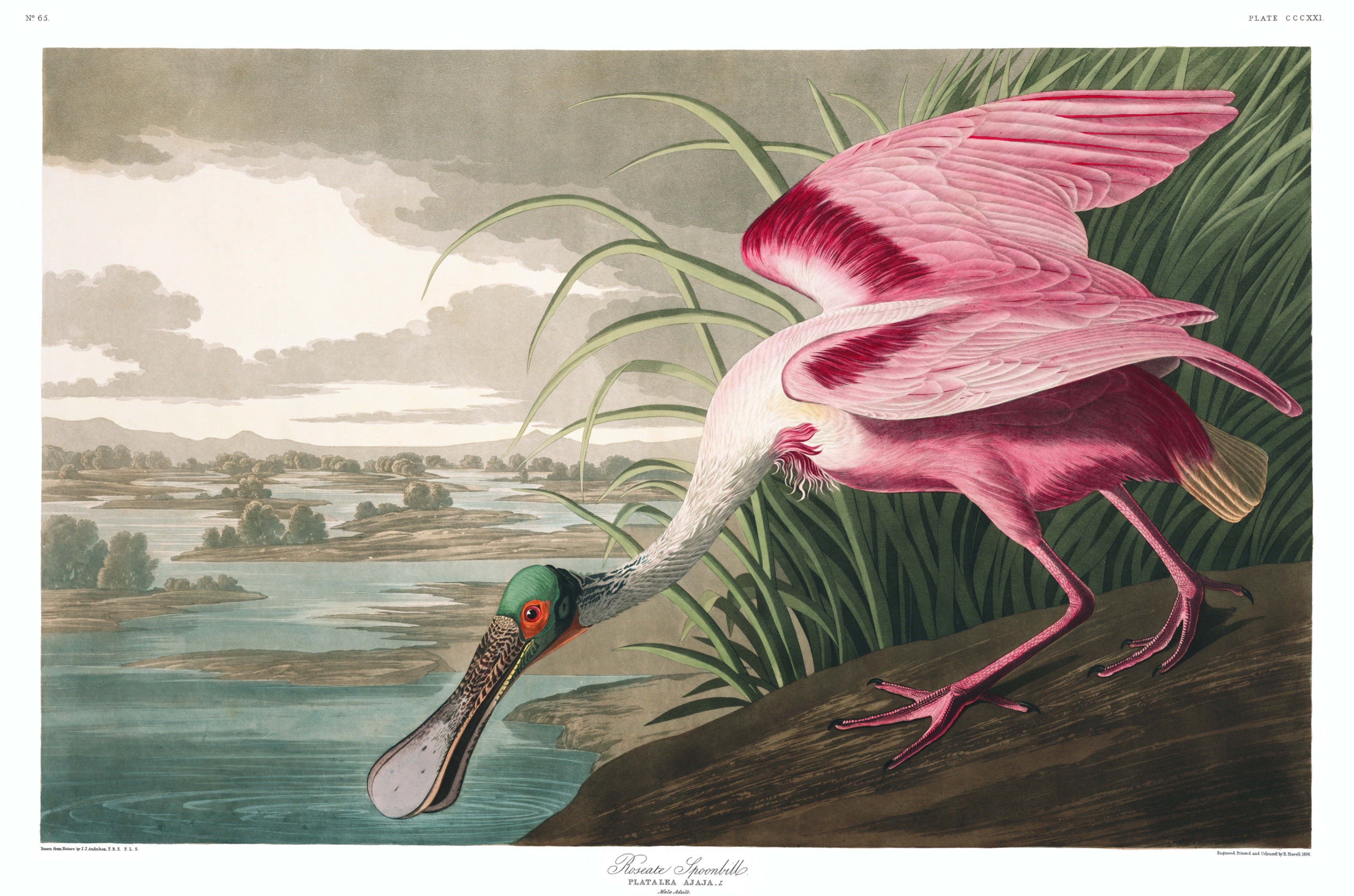BIRDS OF AMERICA 64