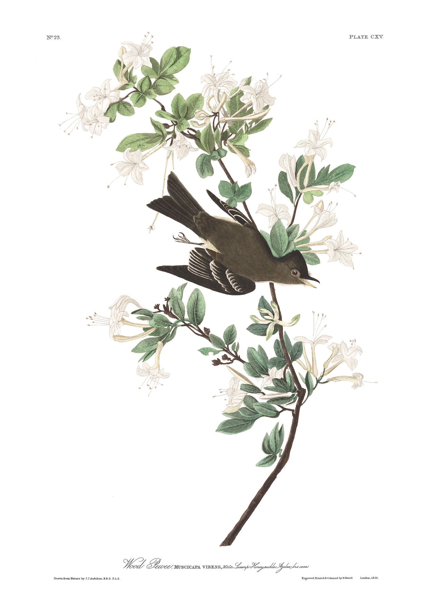 BIRDS OF AMERICA 9