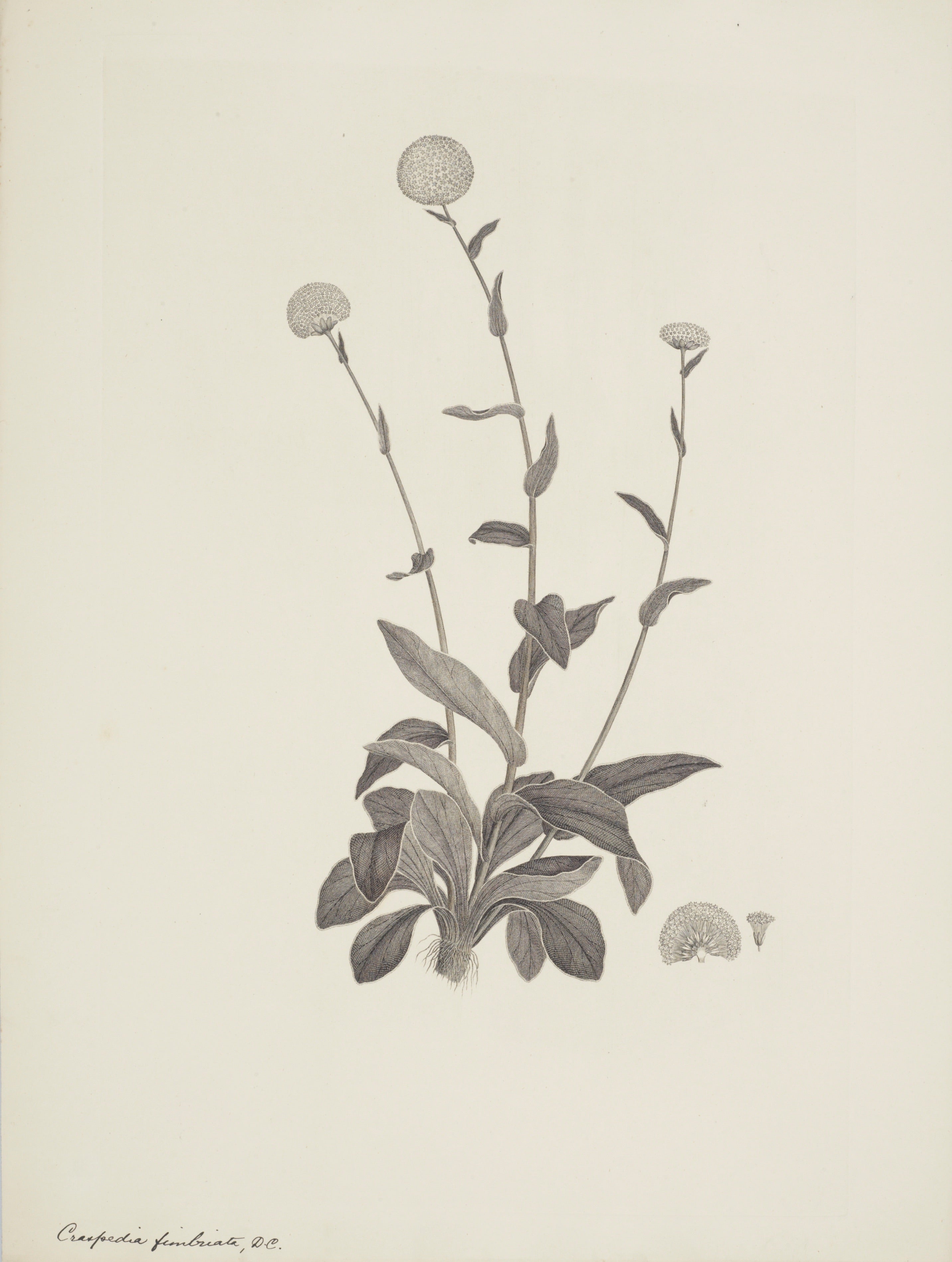 NEW ZEALAND PLANT 14