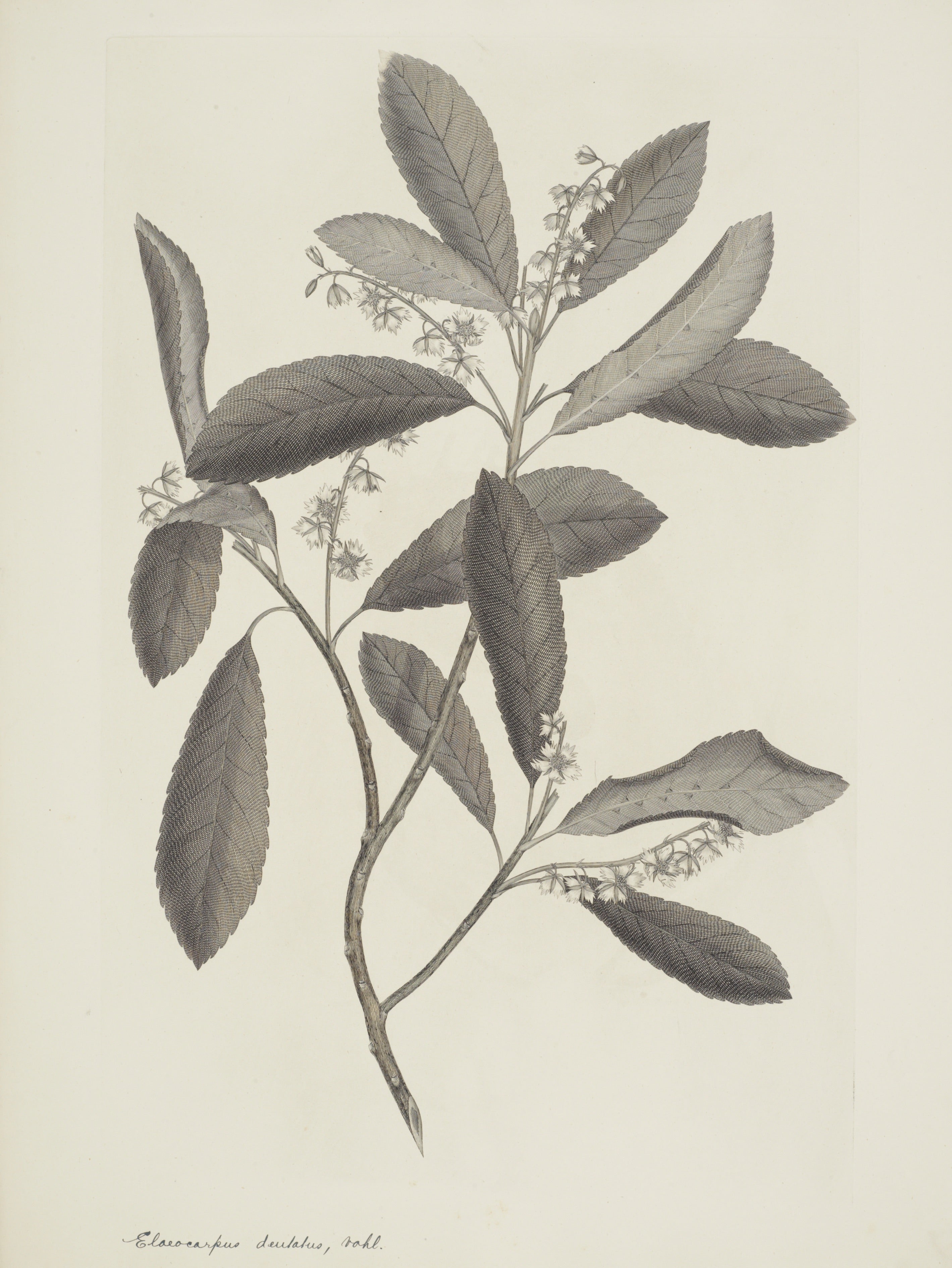 NEW ZEALAND PLANT 16