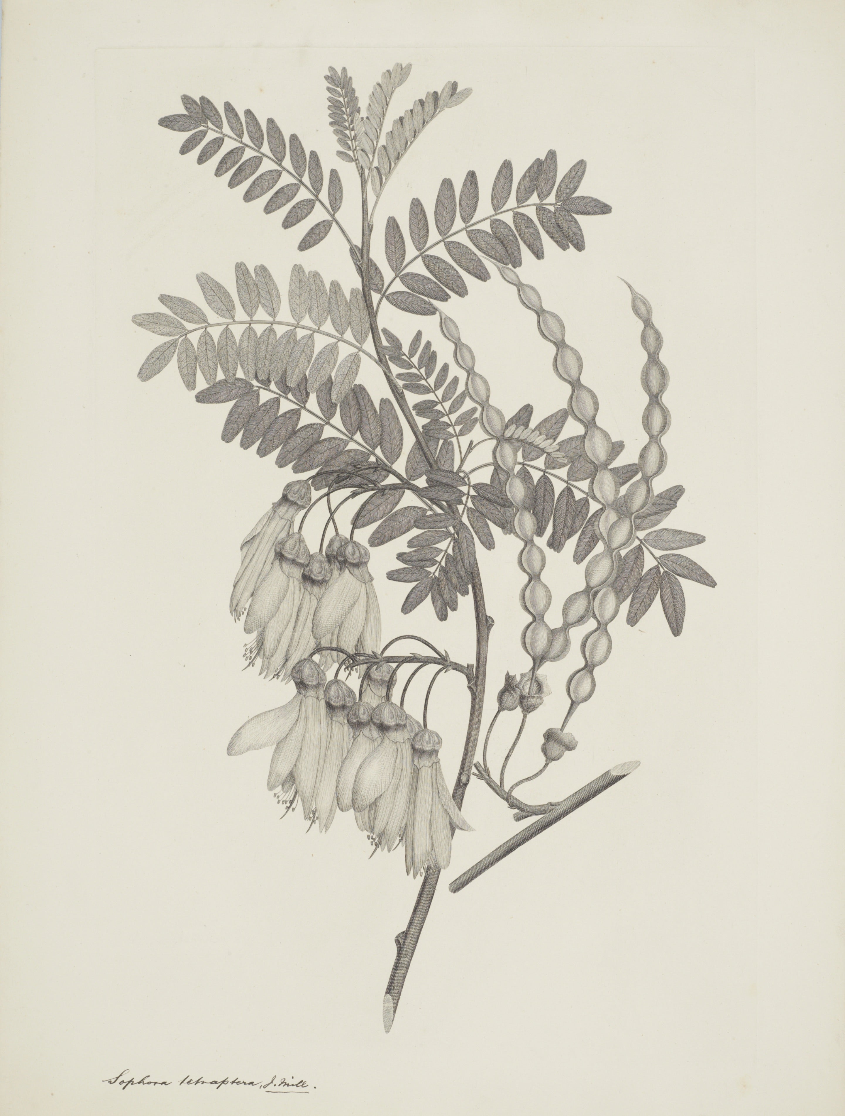 NEW ZEALAND PLANT 1
