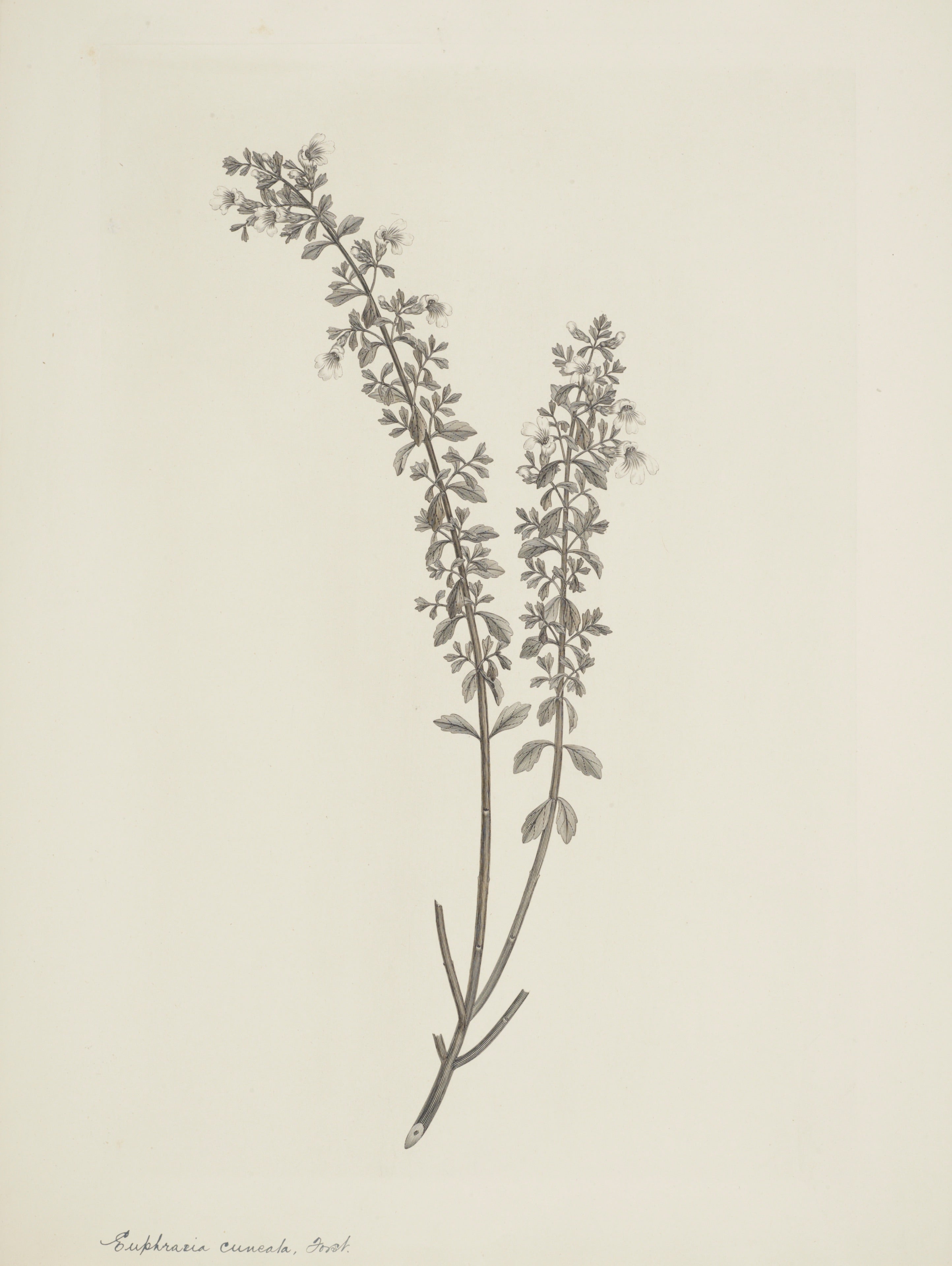 NEW ZEALAND PLANT 19
