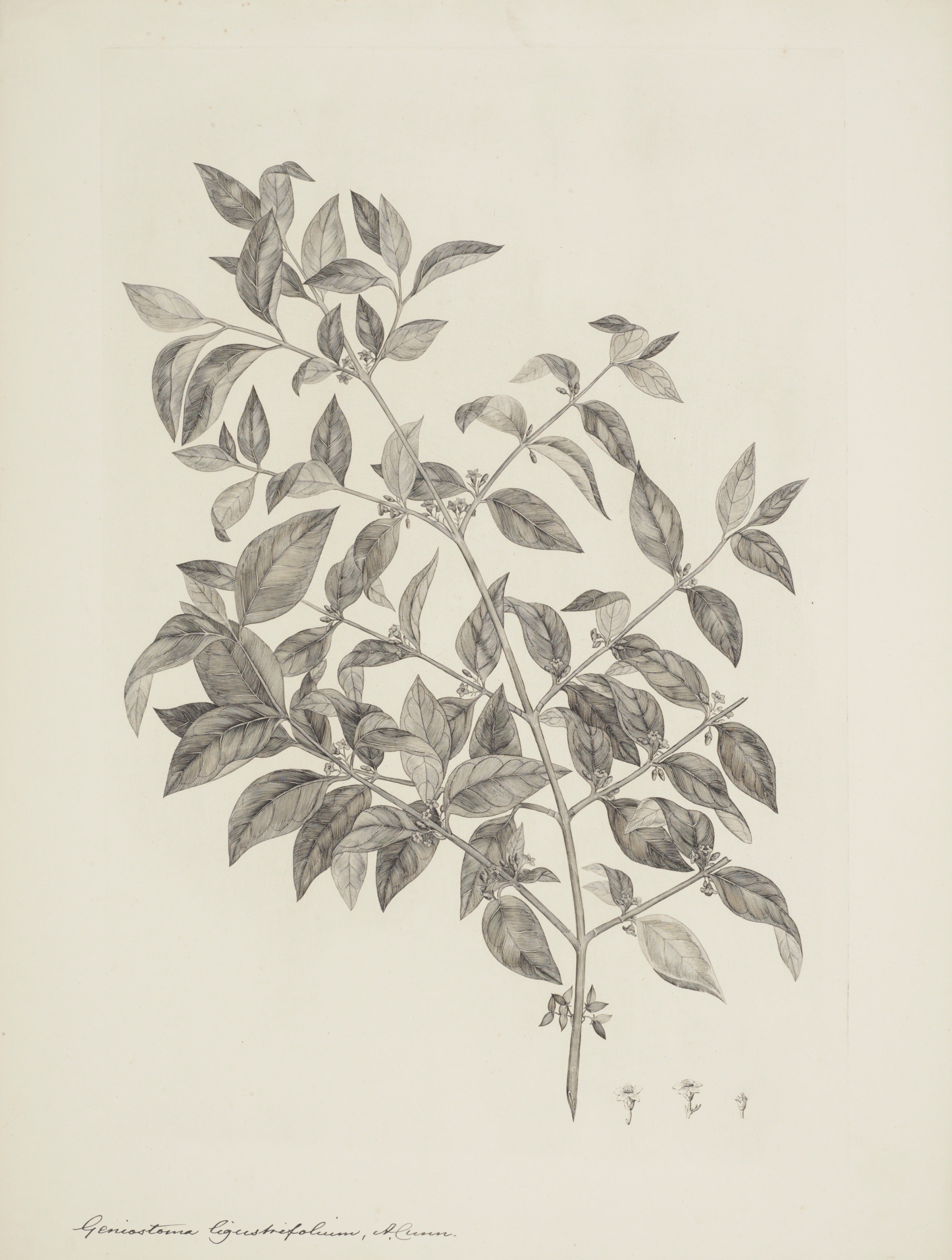 NEW ZEALAND PLANT 21