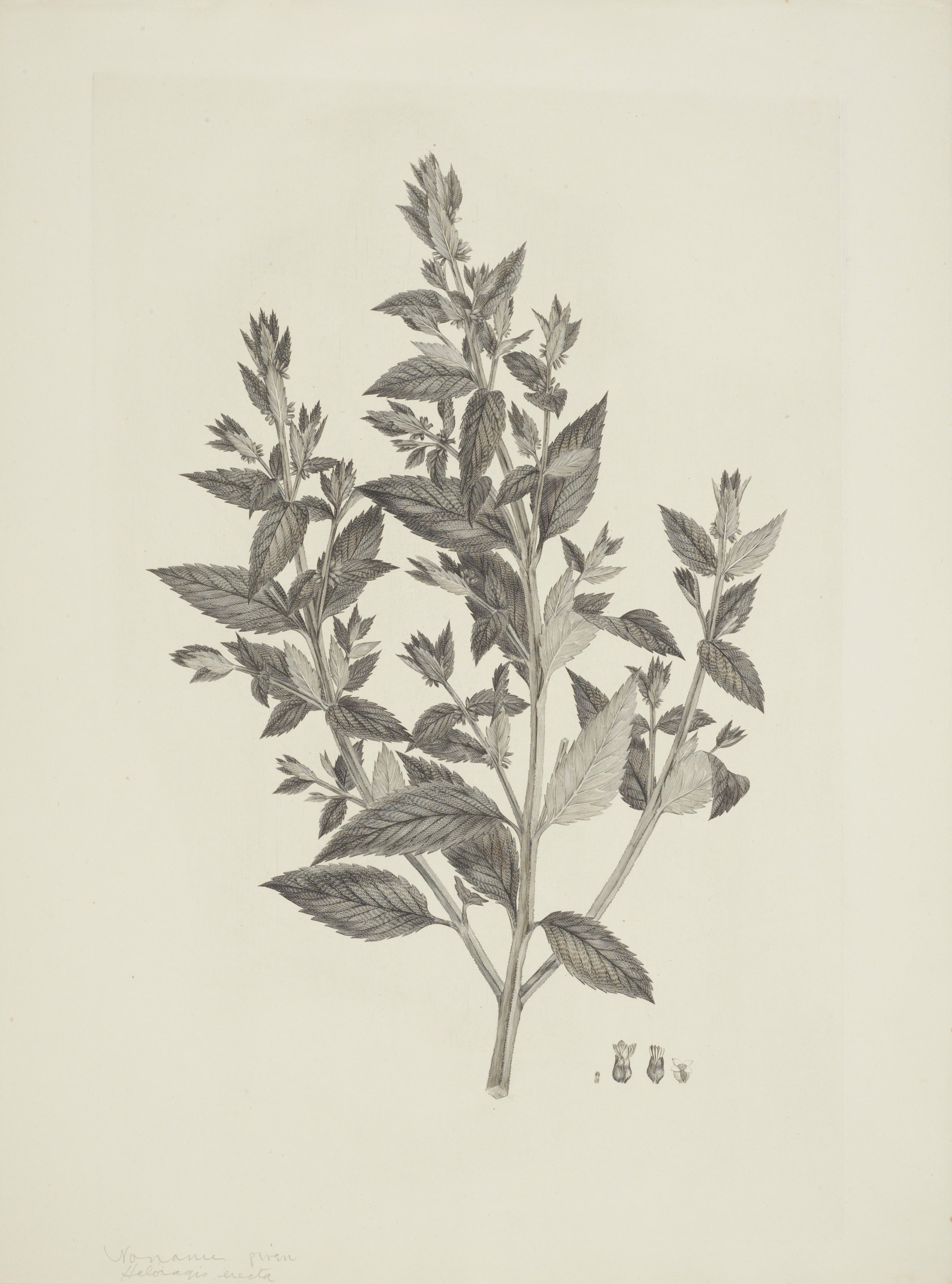 NEW ZEALAND PLANT 25