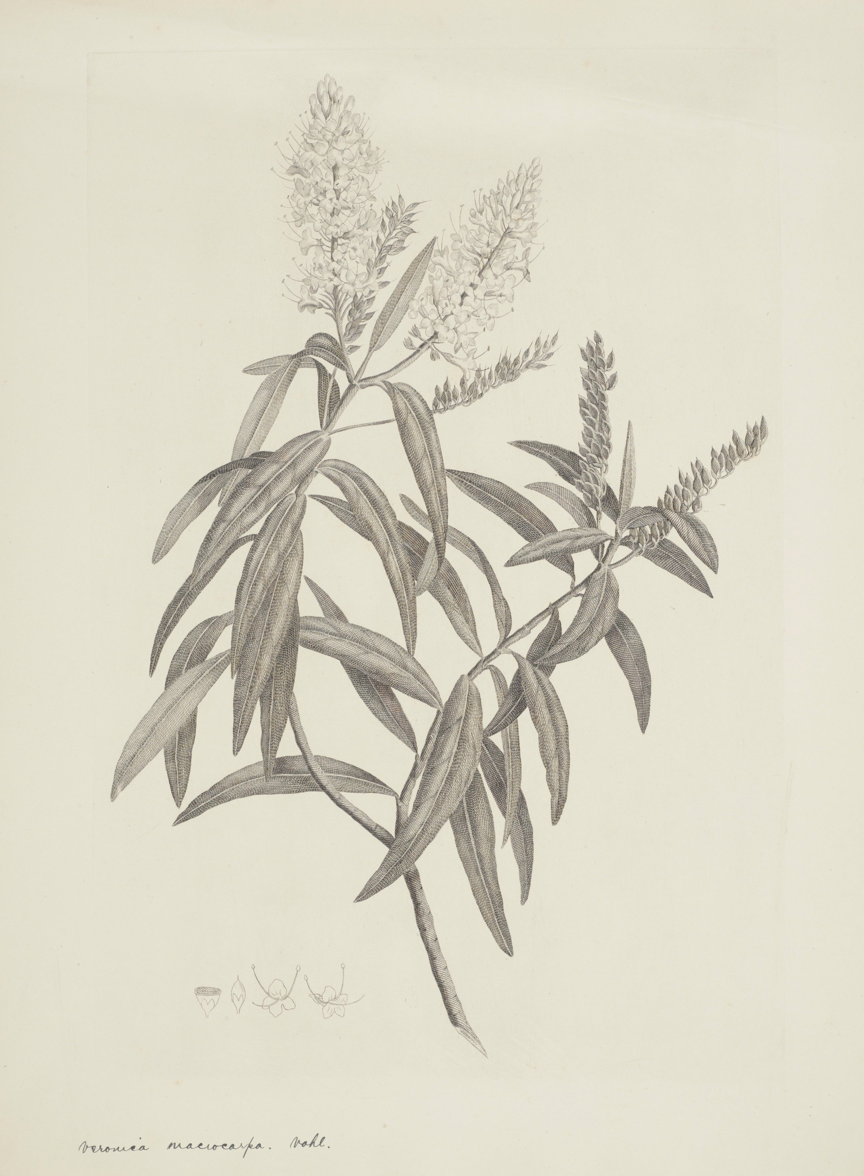 NEW ZEALAND PLANT 26