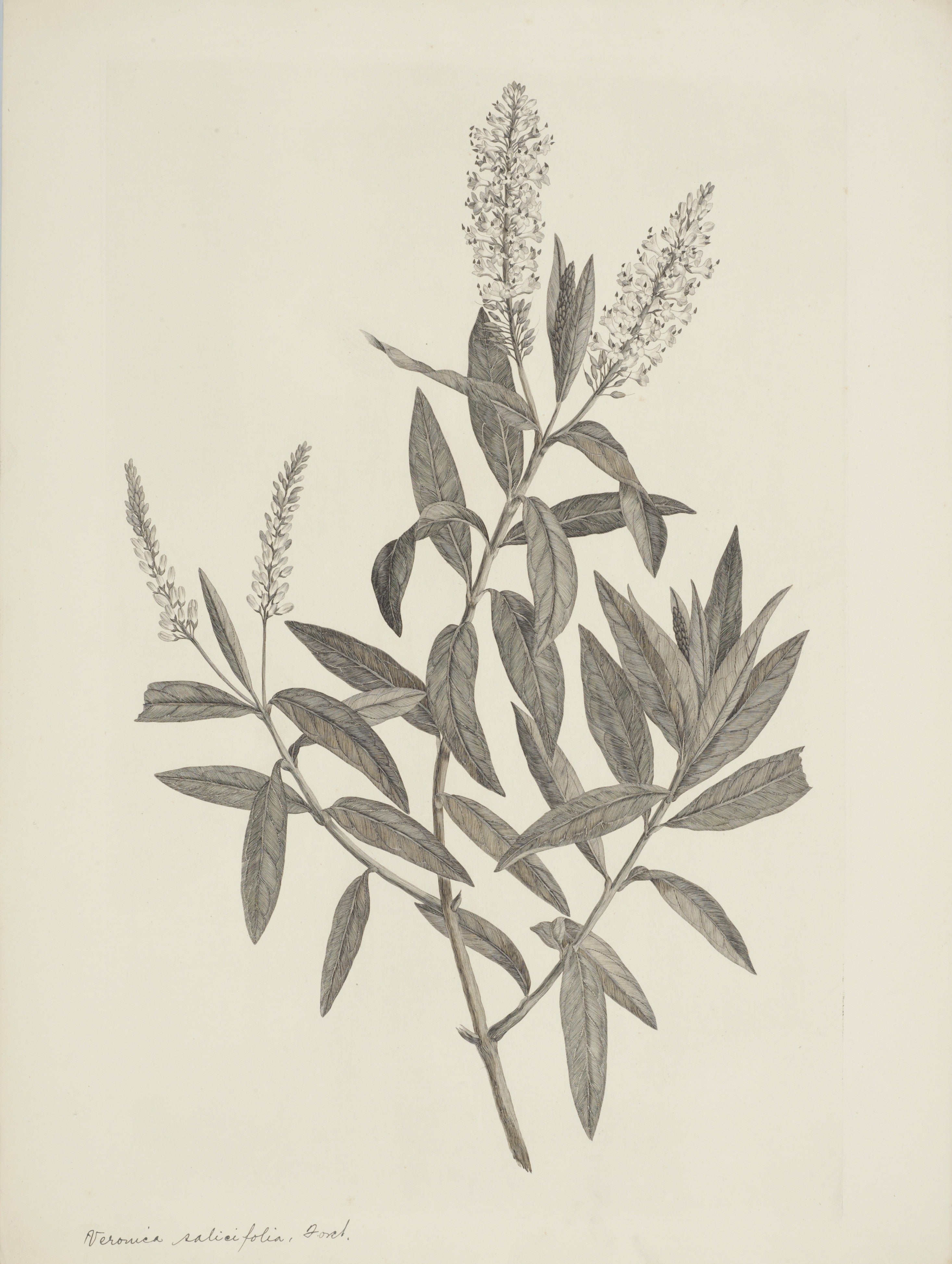 NEW ZEALAND PLANT 27
