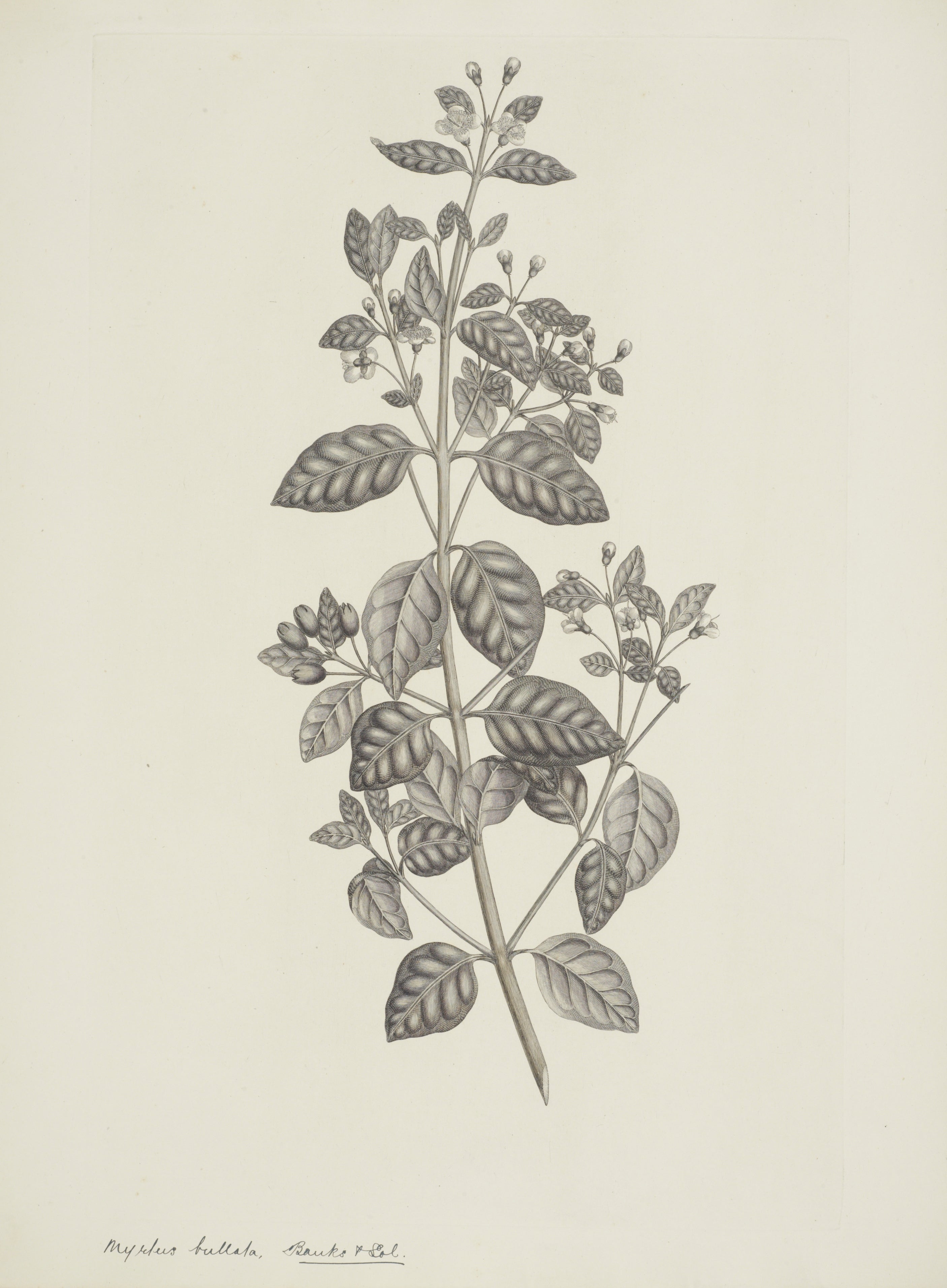 NEW ZEALAND PLANT 31