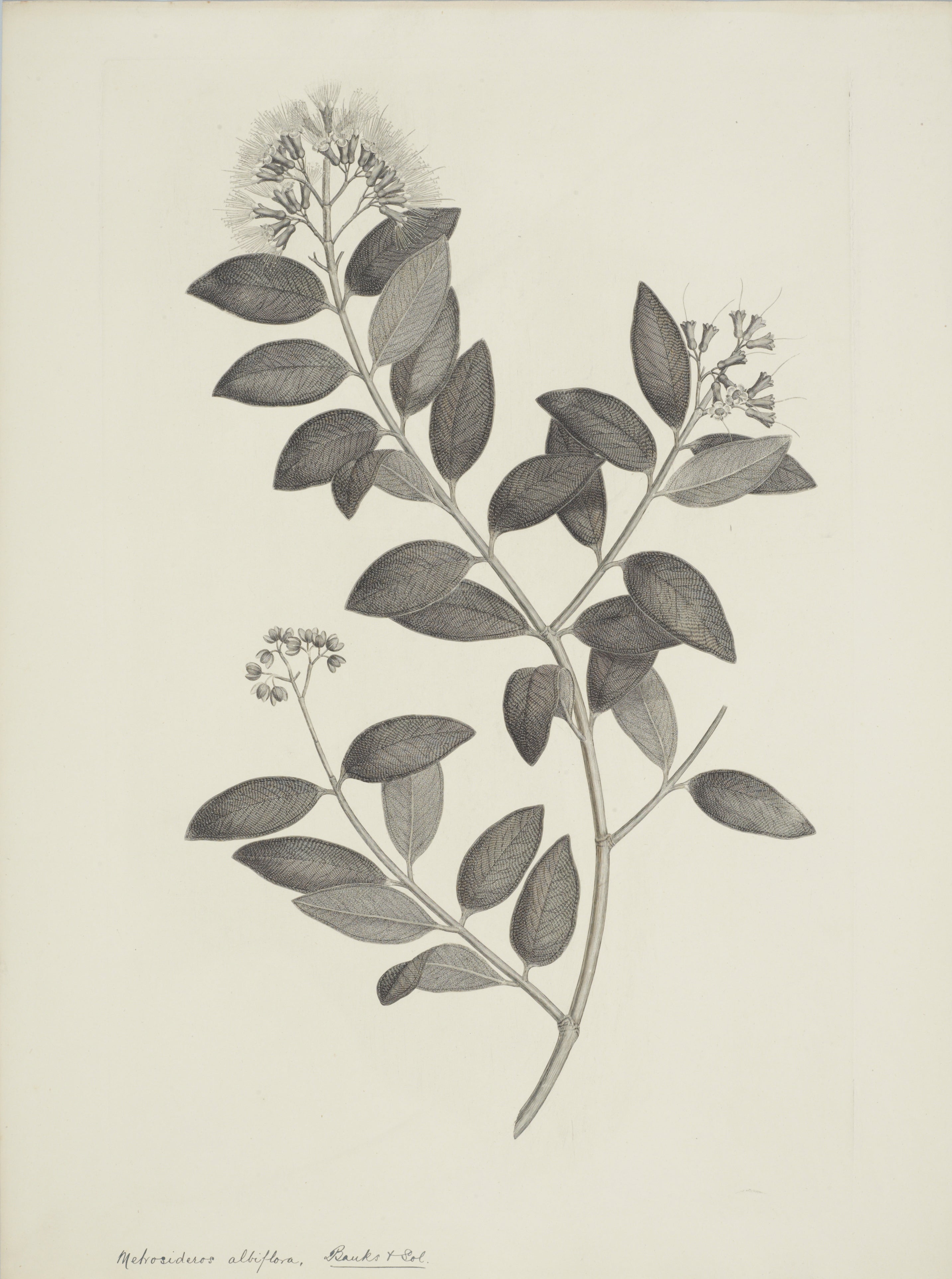NEW ZEALAND PLANT 32