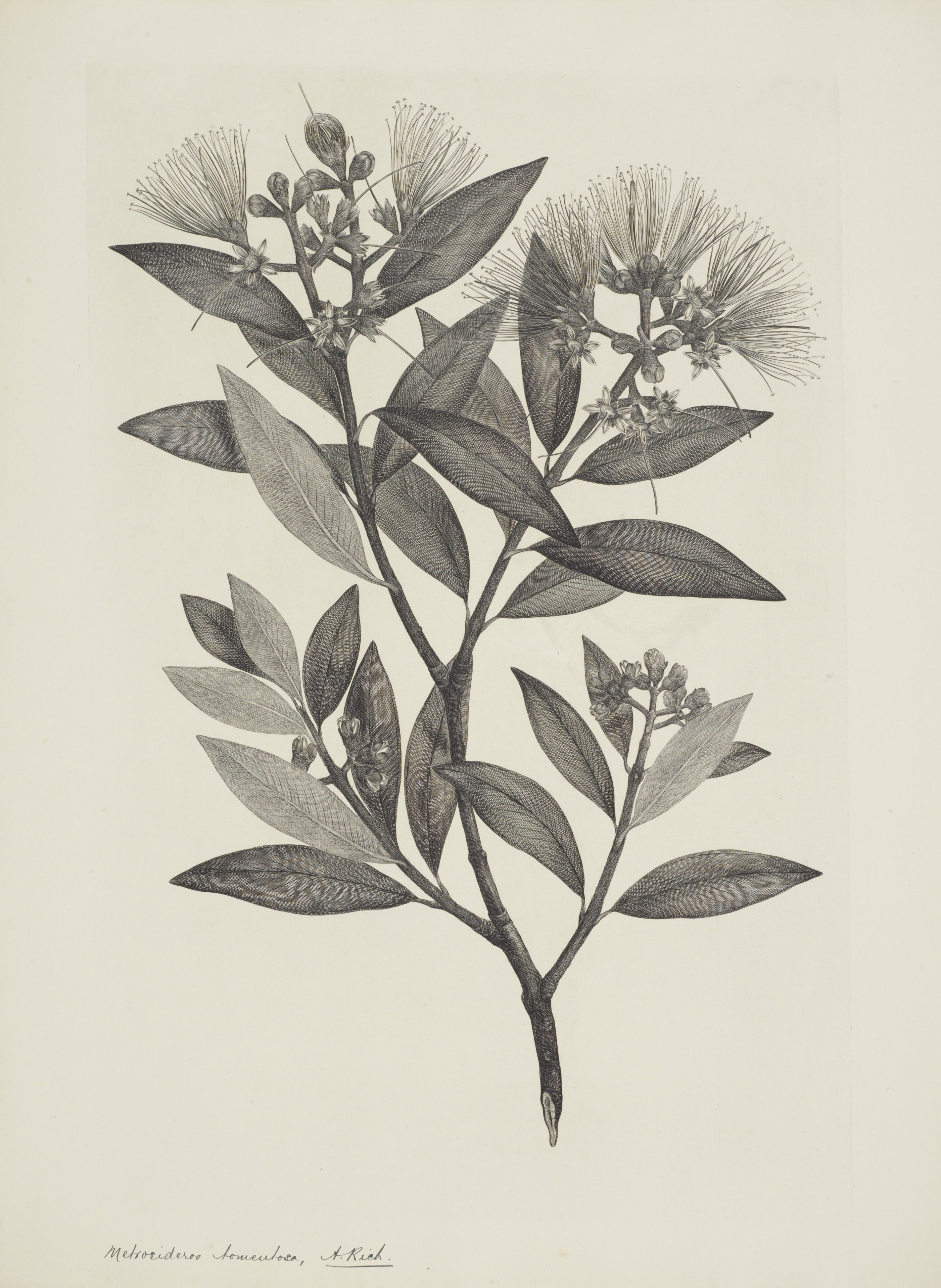 NEW ZEALAND PLANT 33