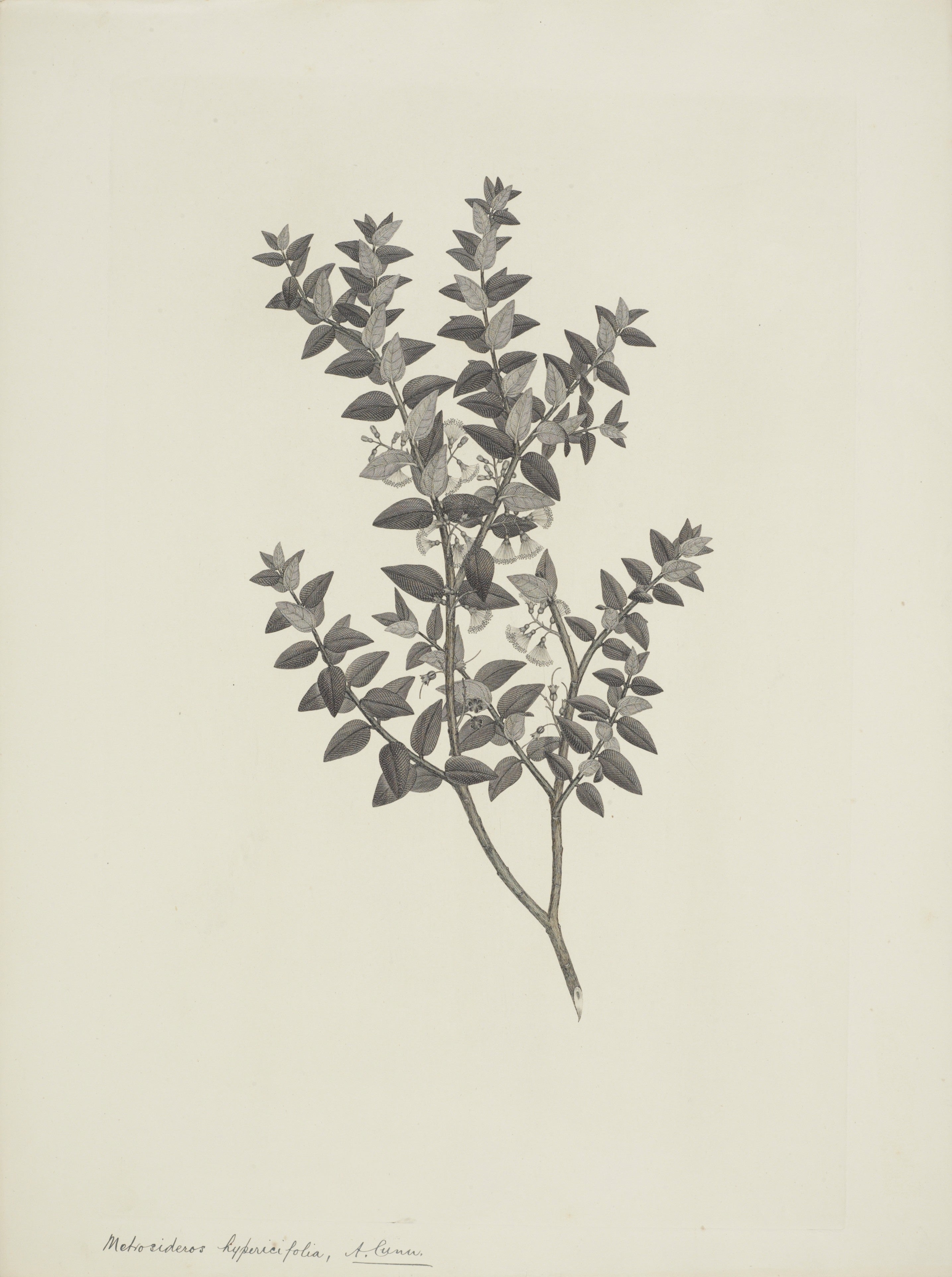 NEW ZEALAND PLANT 34