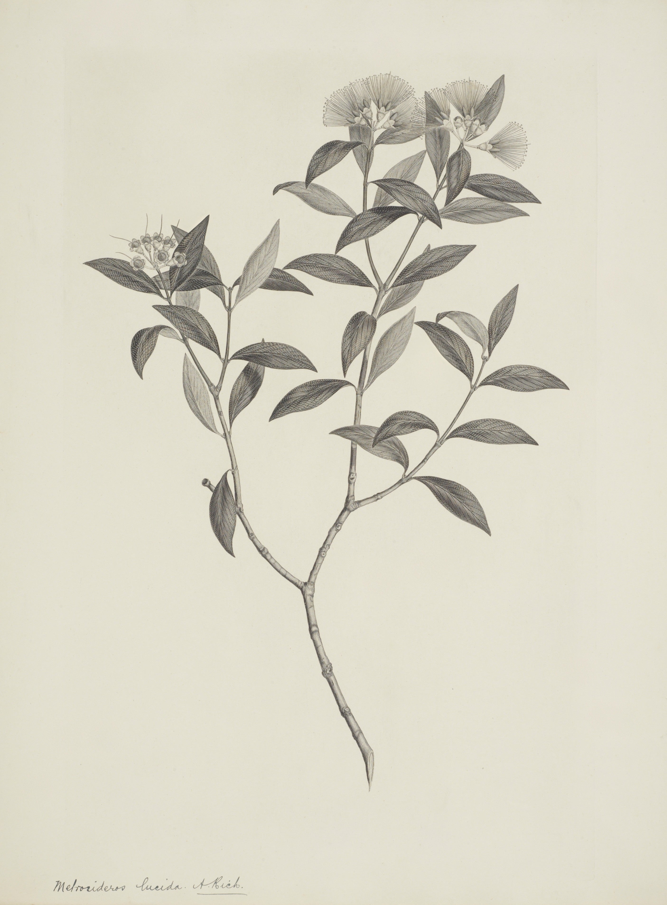 NEW ZEALAND PLANT 35