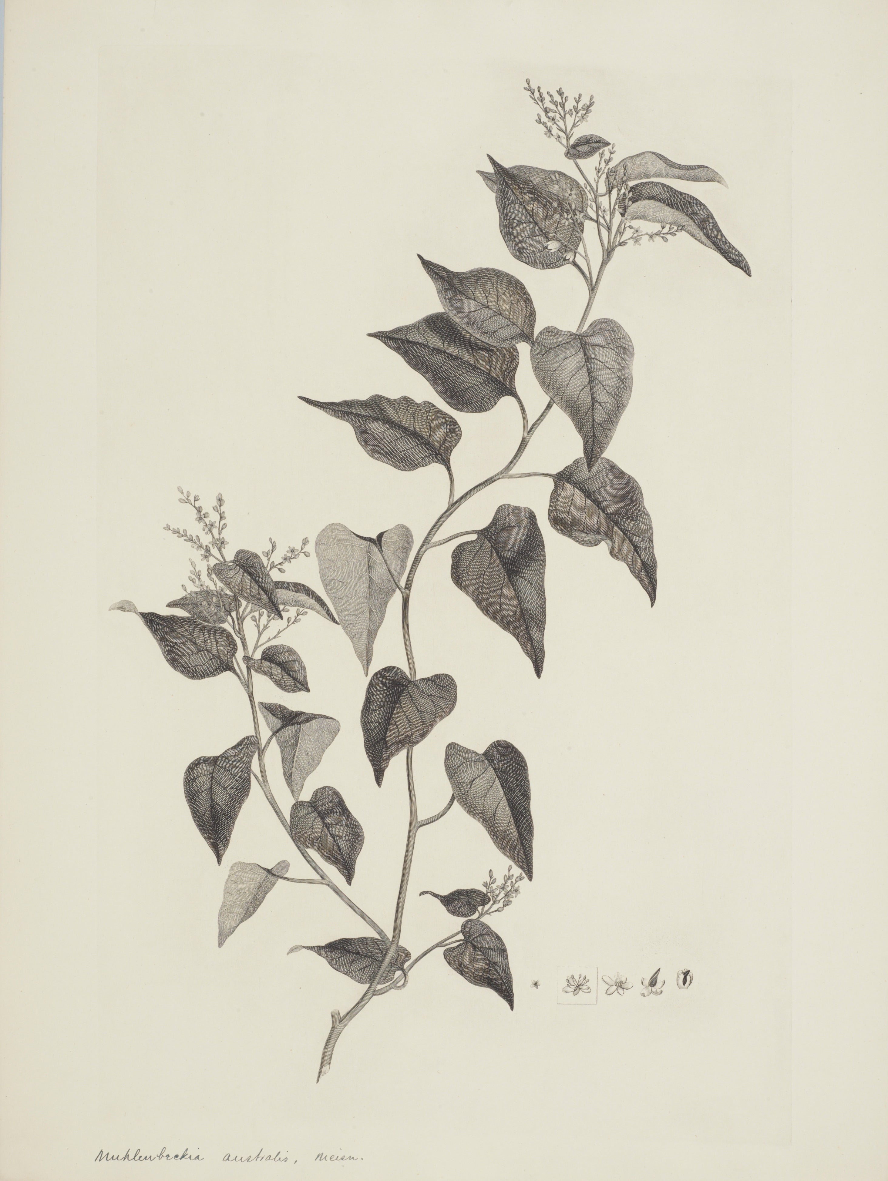 NEW ZEALAND PLANT 36