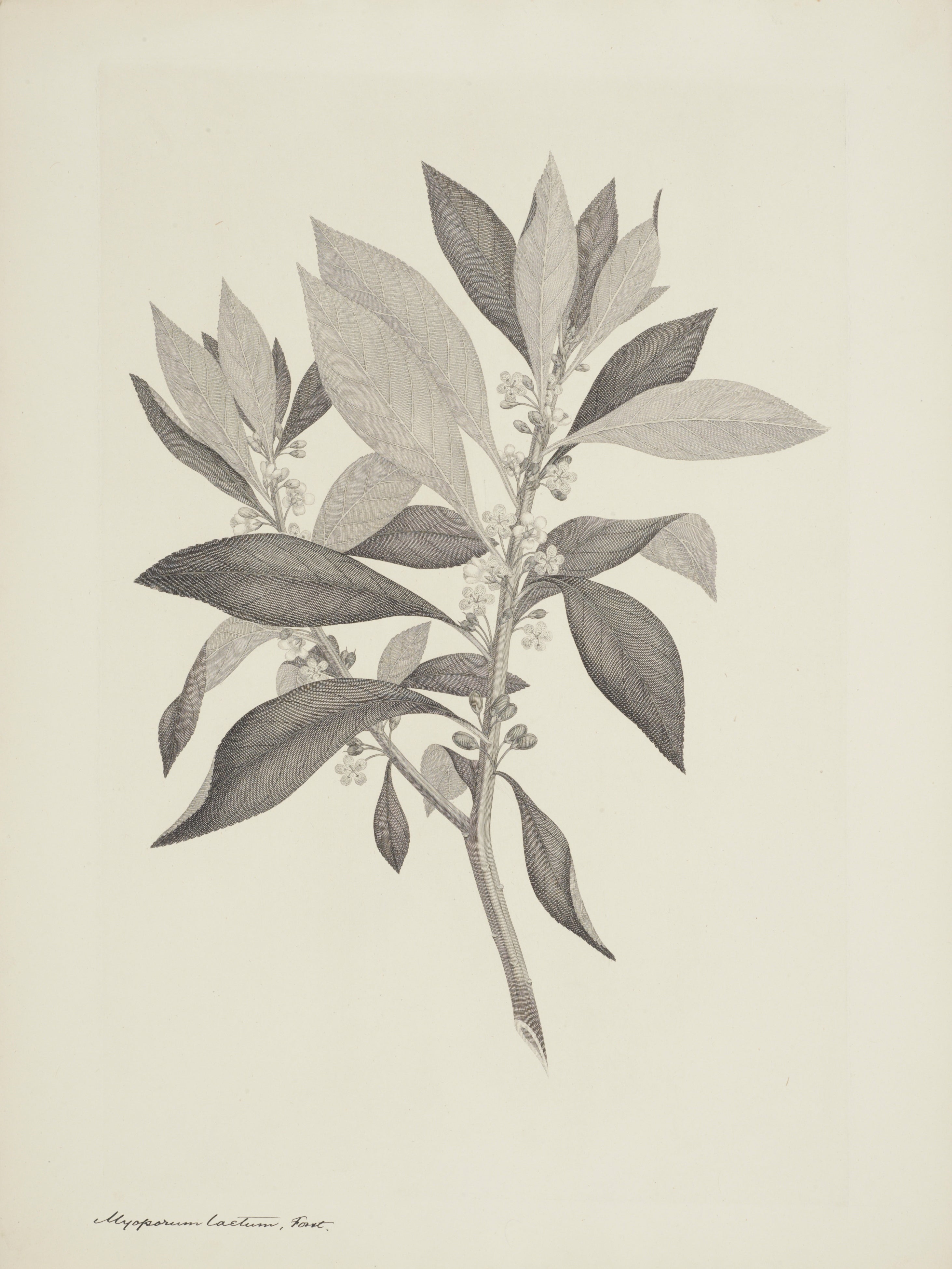 NEW ZEALAND PLANT 37