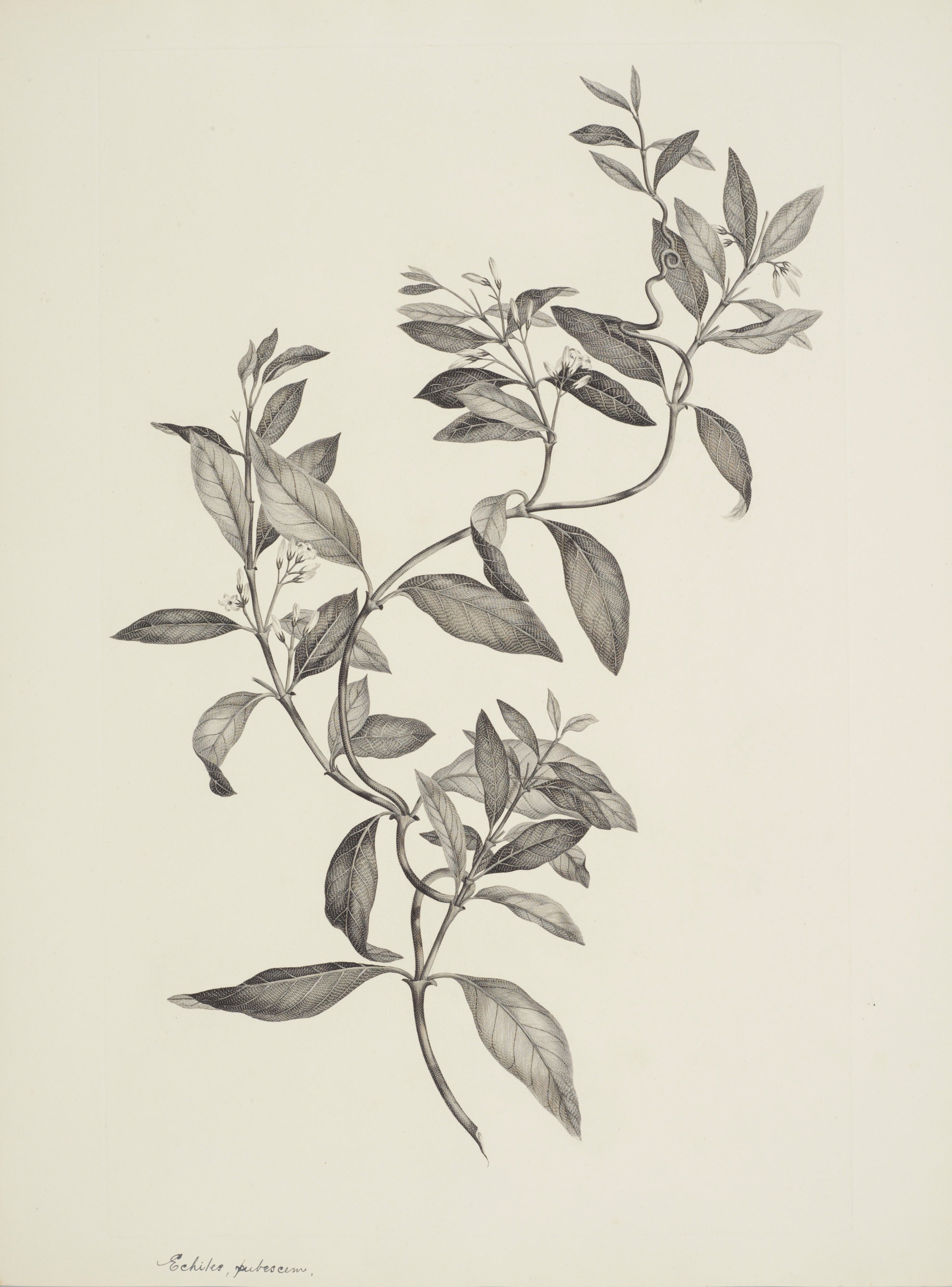 NEW ZEALAND PLANT 39