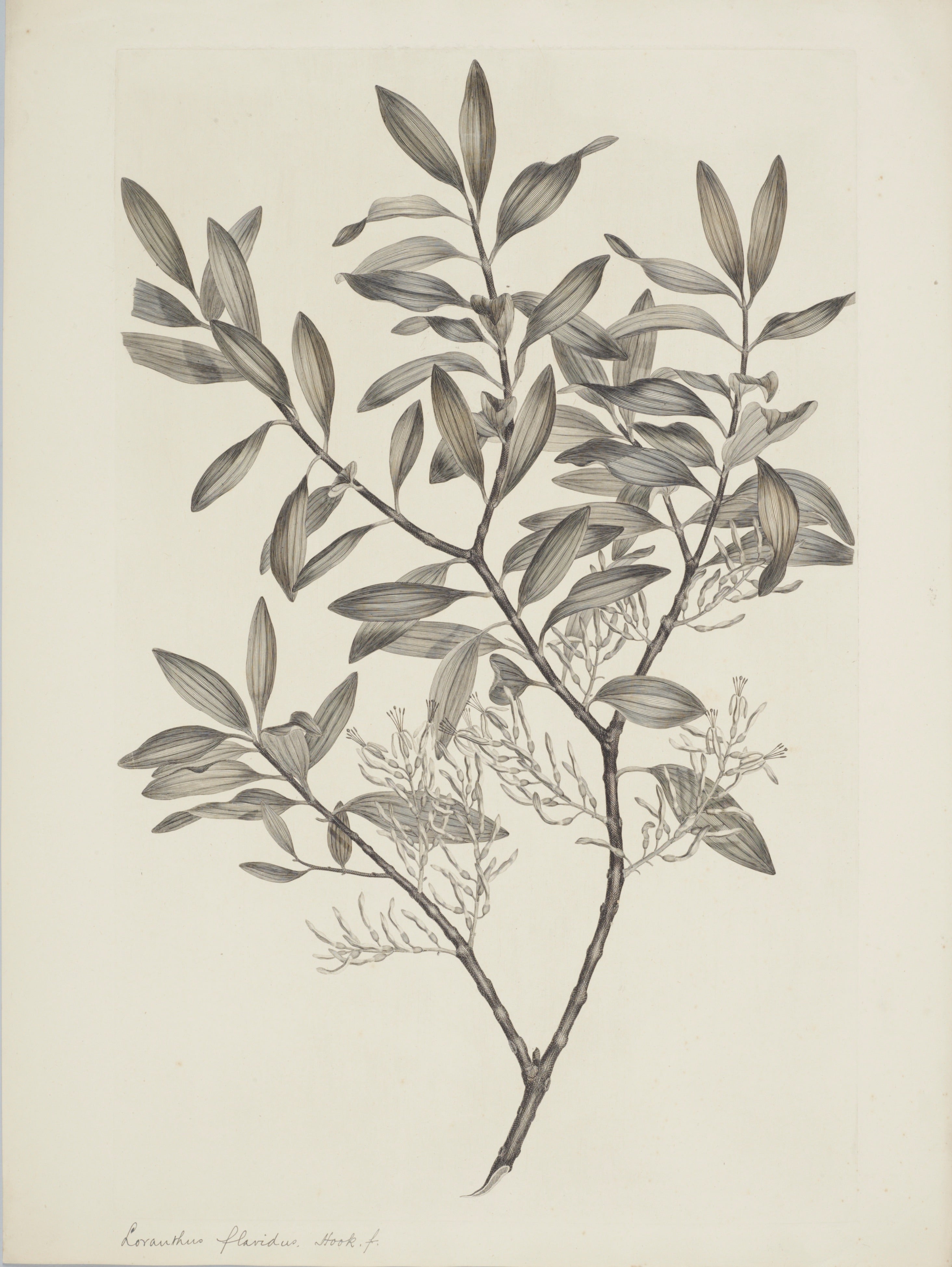 NEW ZEALAND PLANT 3