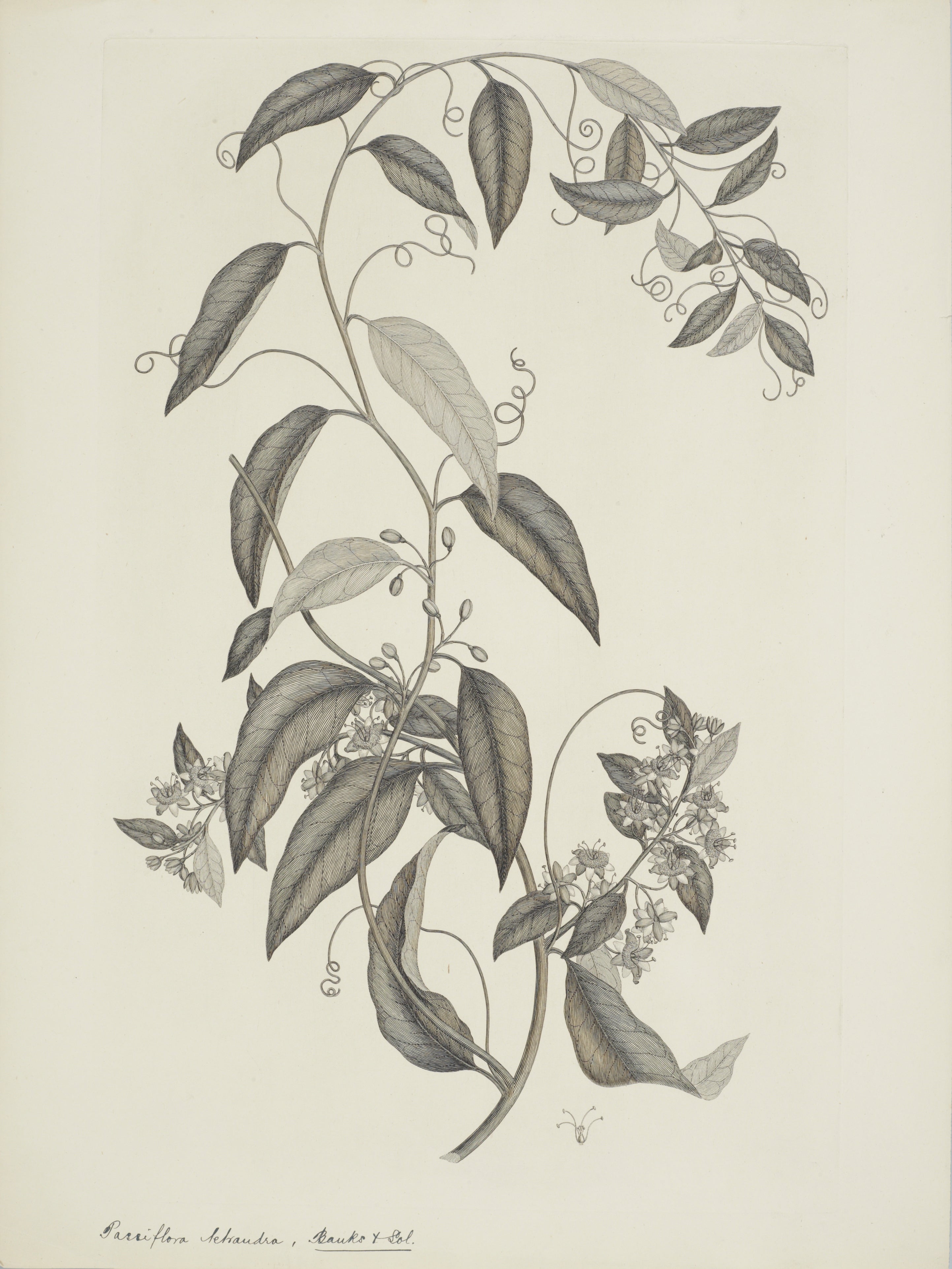 NEW ZEALAND PLANT 41