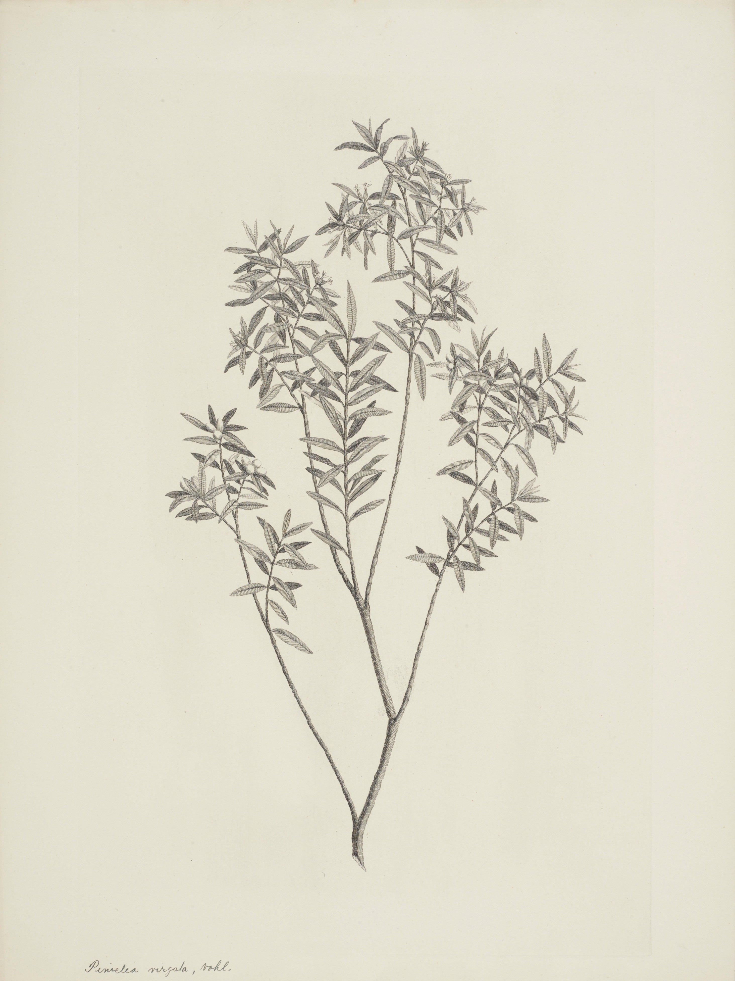 NEW ZEALAND PLANT 44