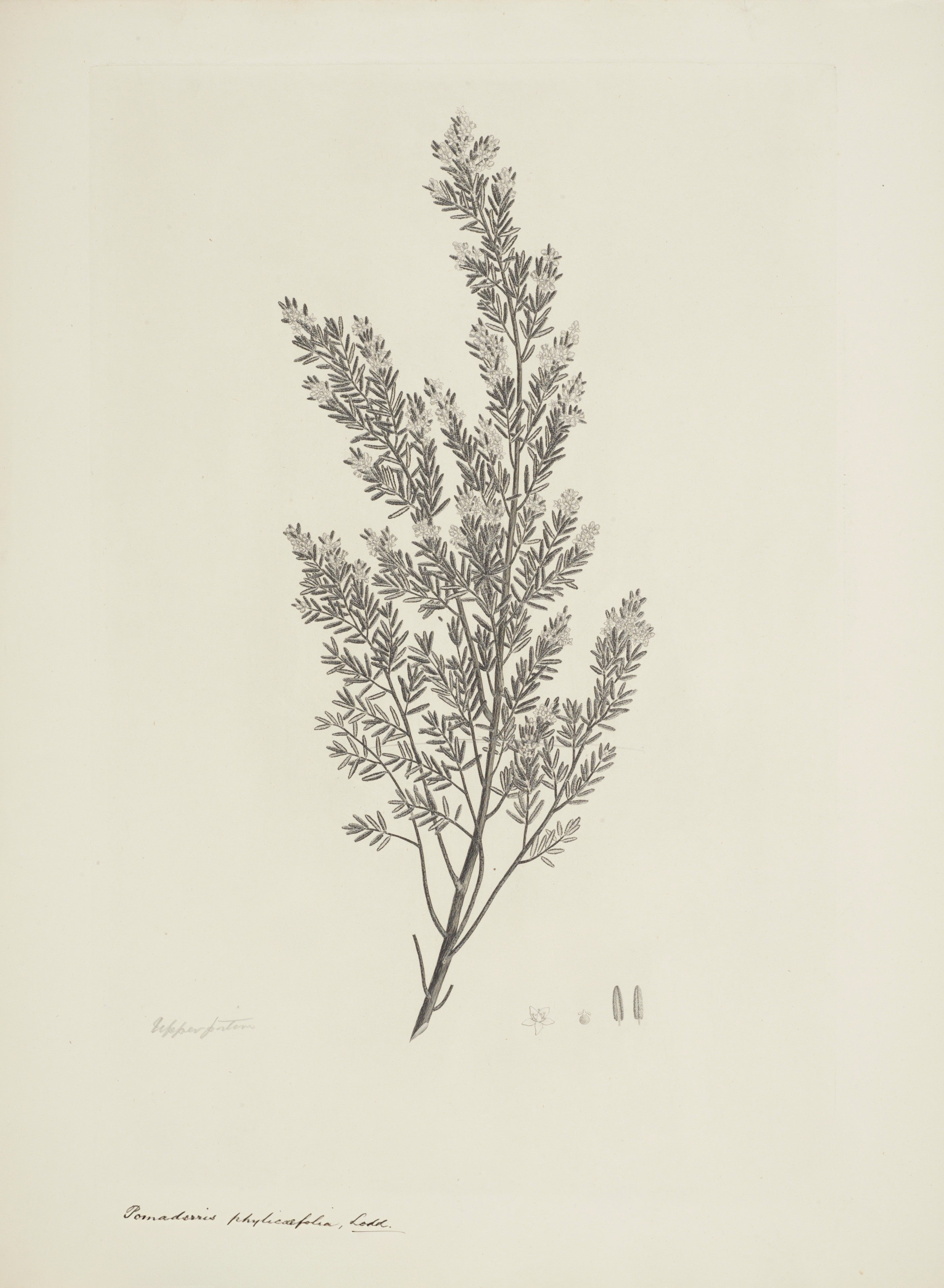 NEW ZEALAND PLANT 45