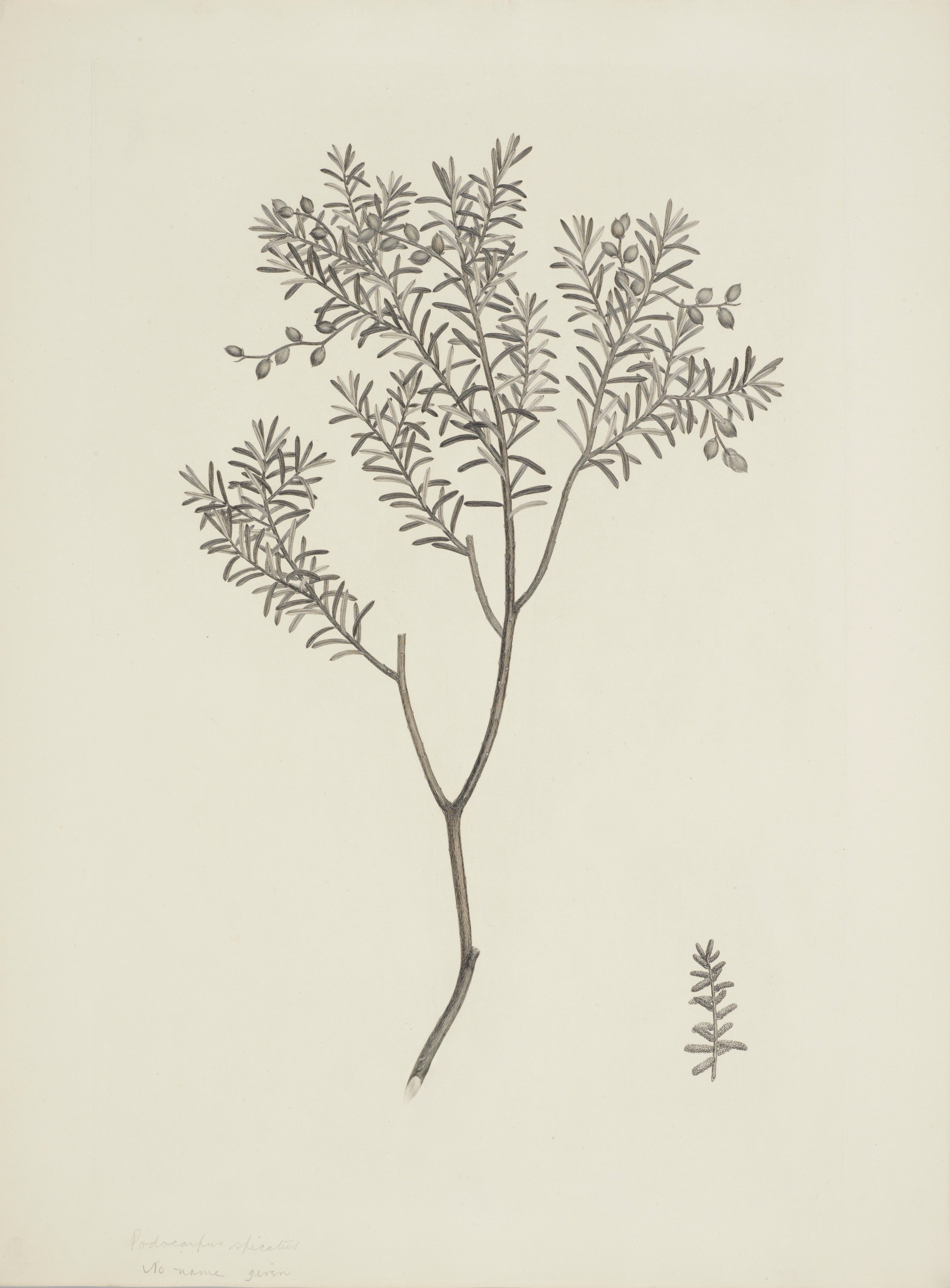NEW ZEALAND PLANT 46