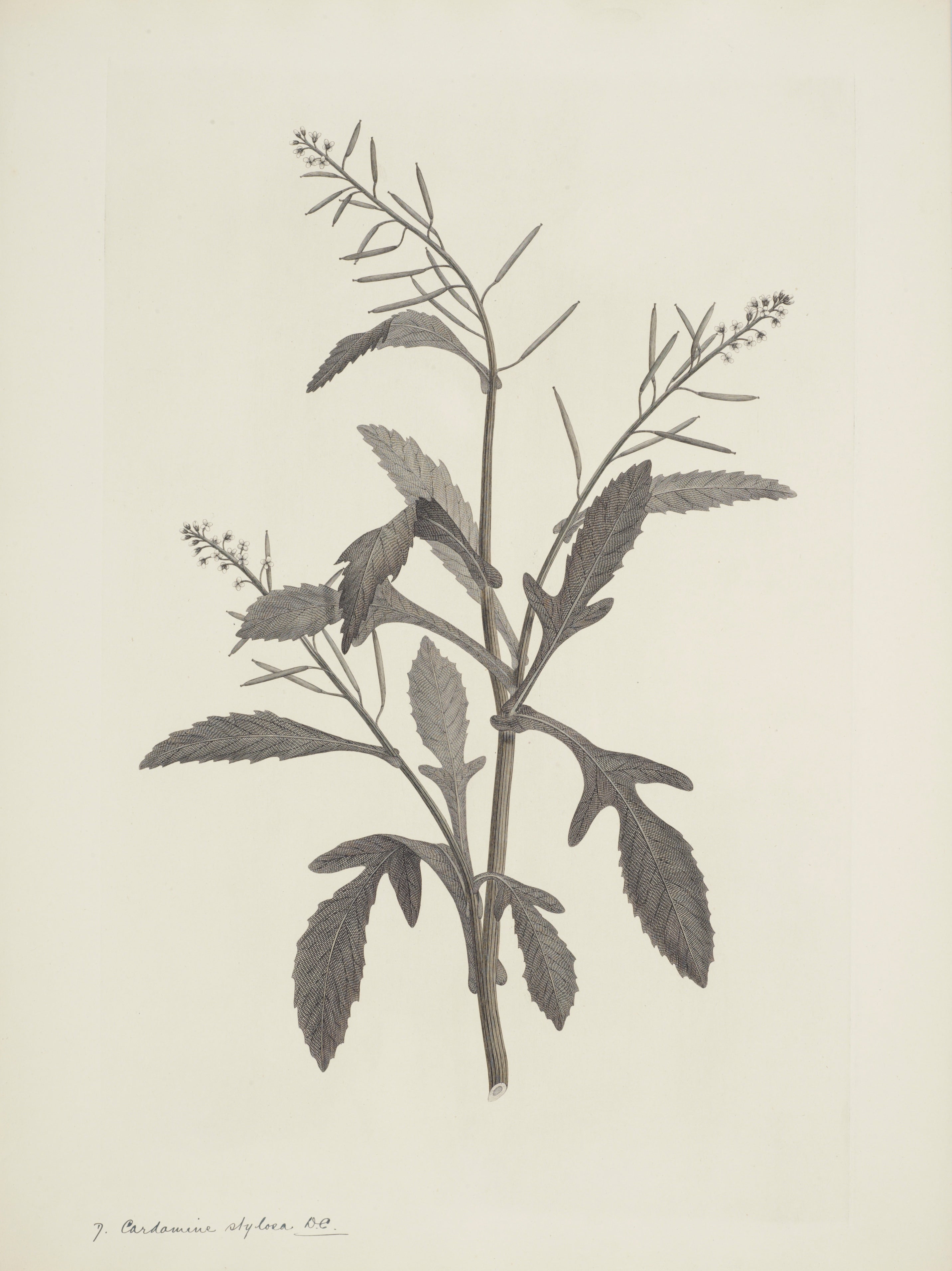 NEW ZEALAND PLANT 47