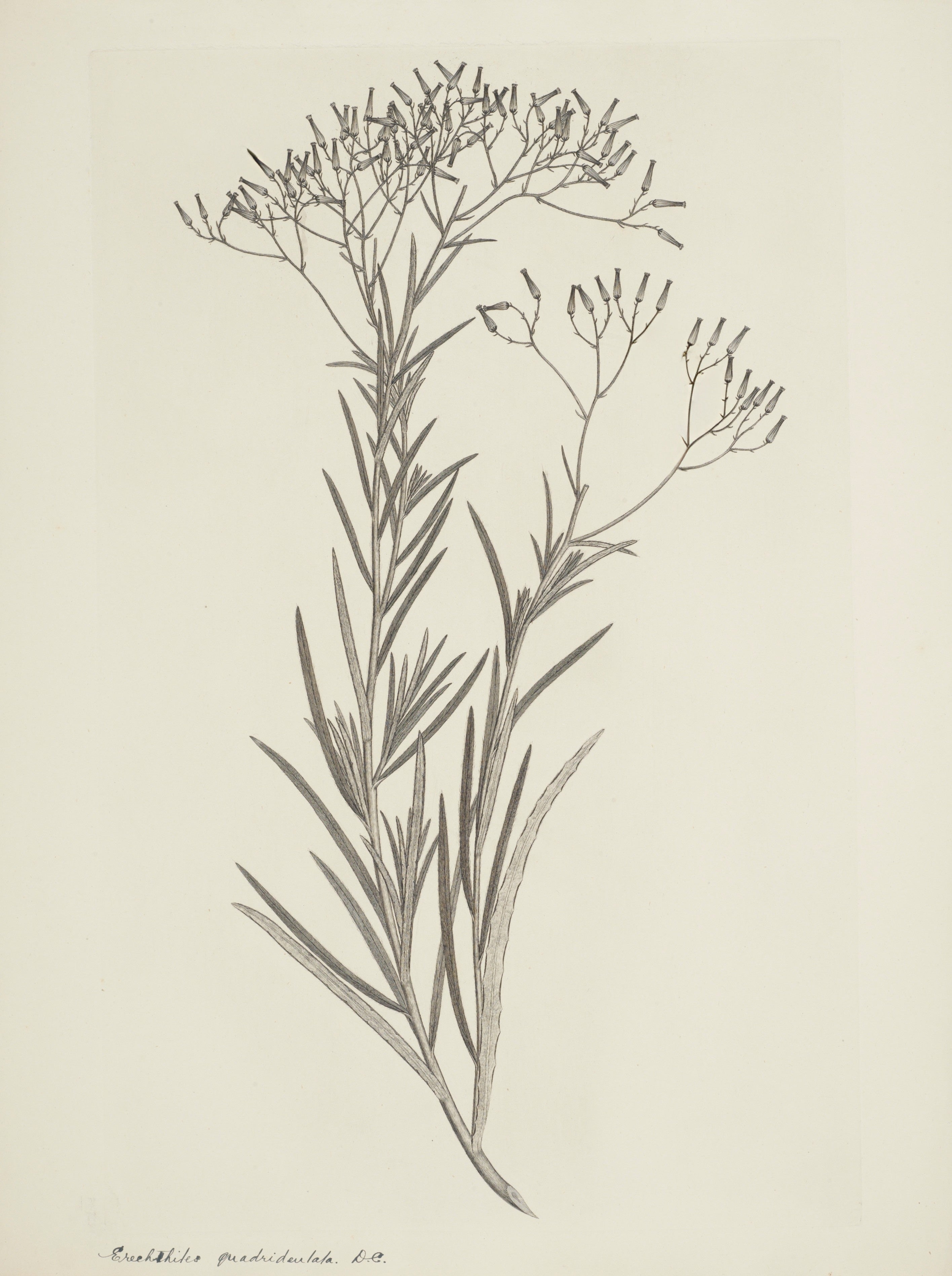 NEW ZEALAND PLANT 53