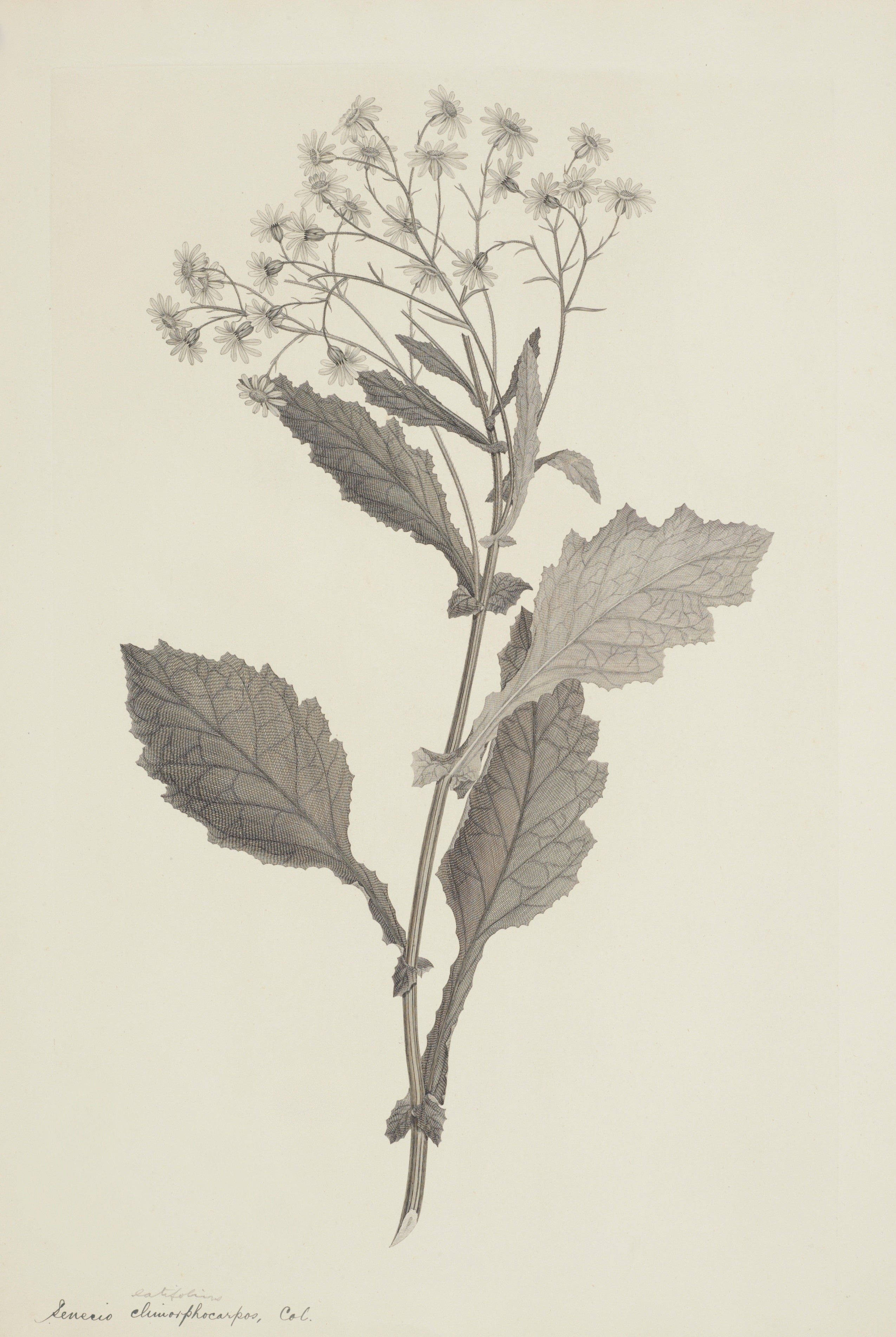 NEW ZEALAND PLANT 54