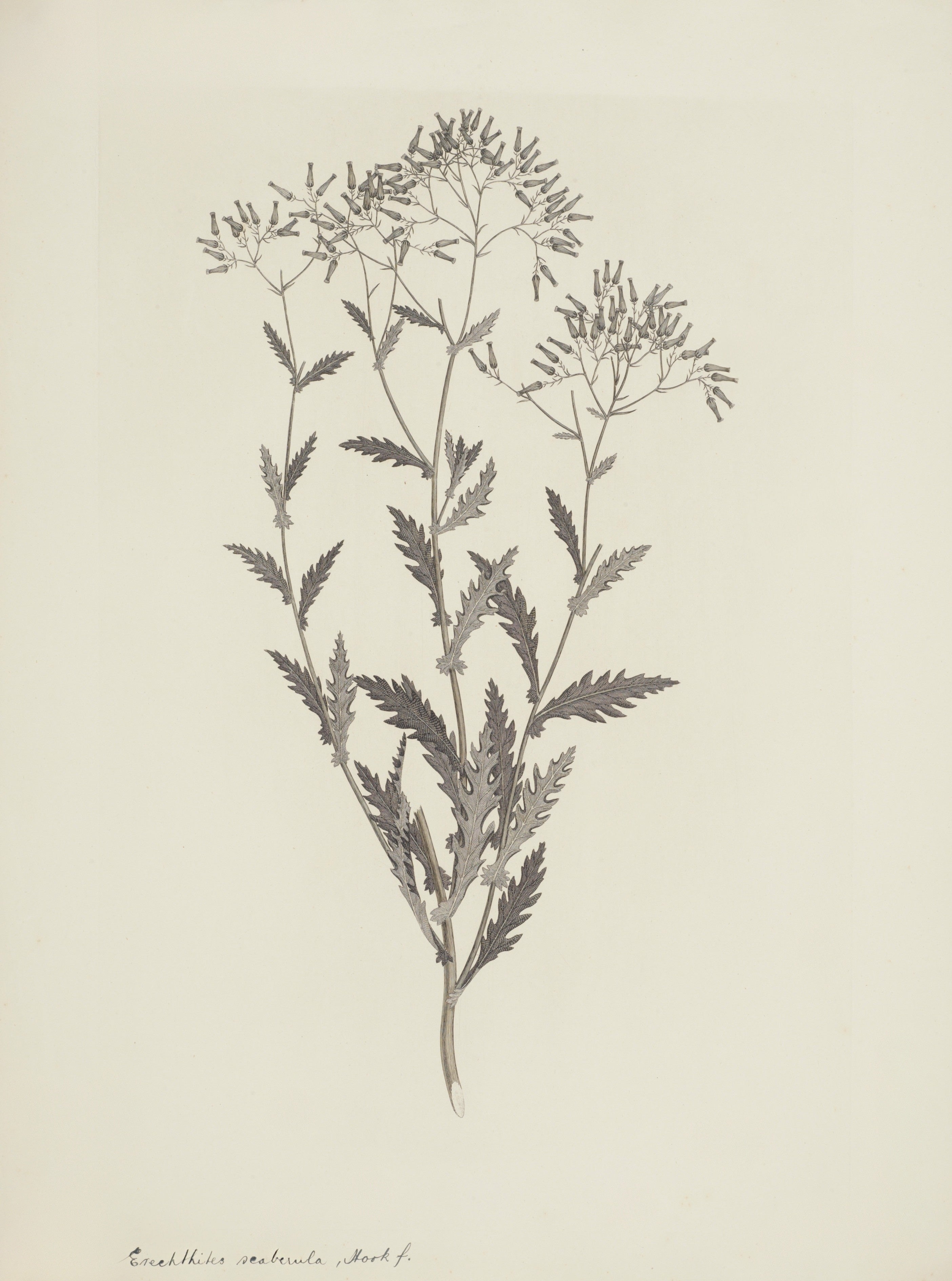 NEW ZEALAND PLANT 55