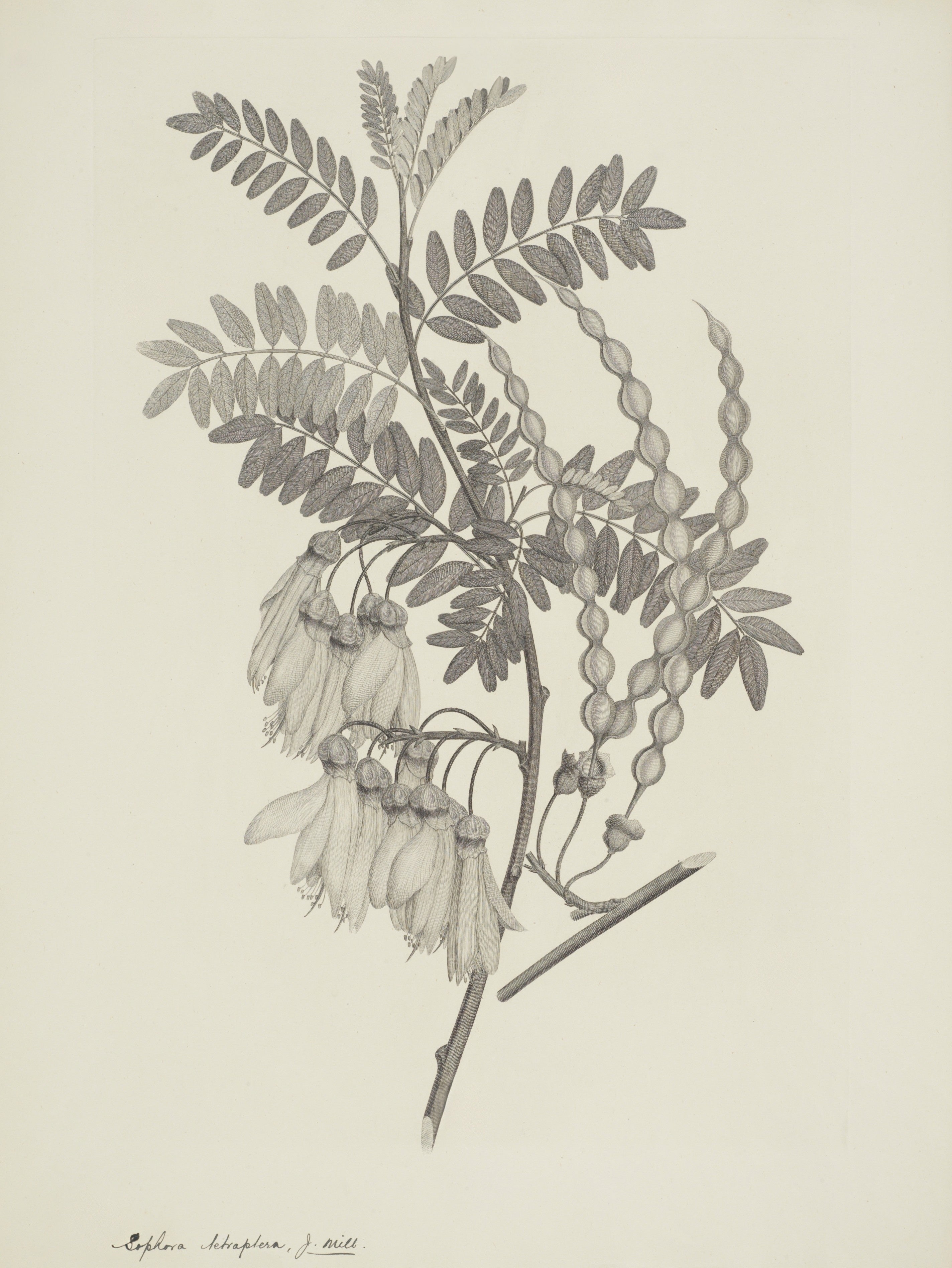 NEW ZEALAND PLANT 56