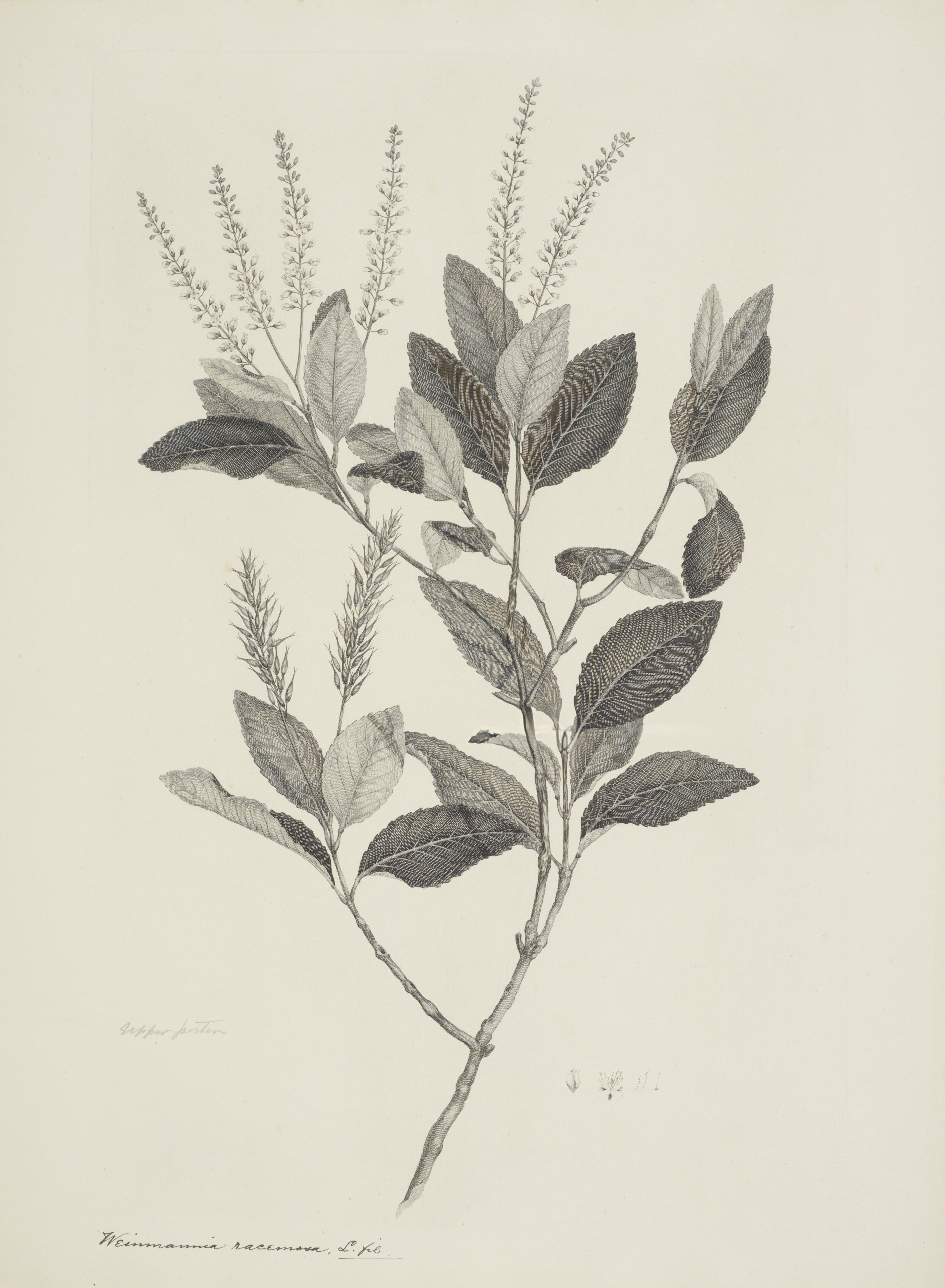 NEW ZEALAND PLANT 59