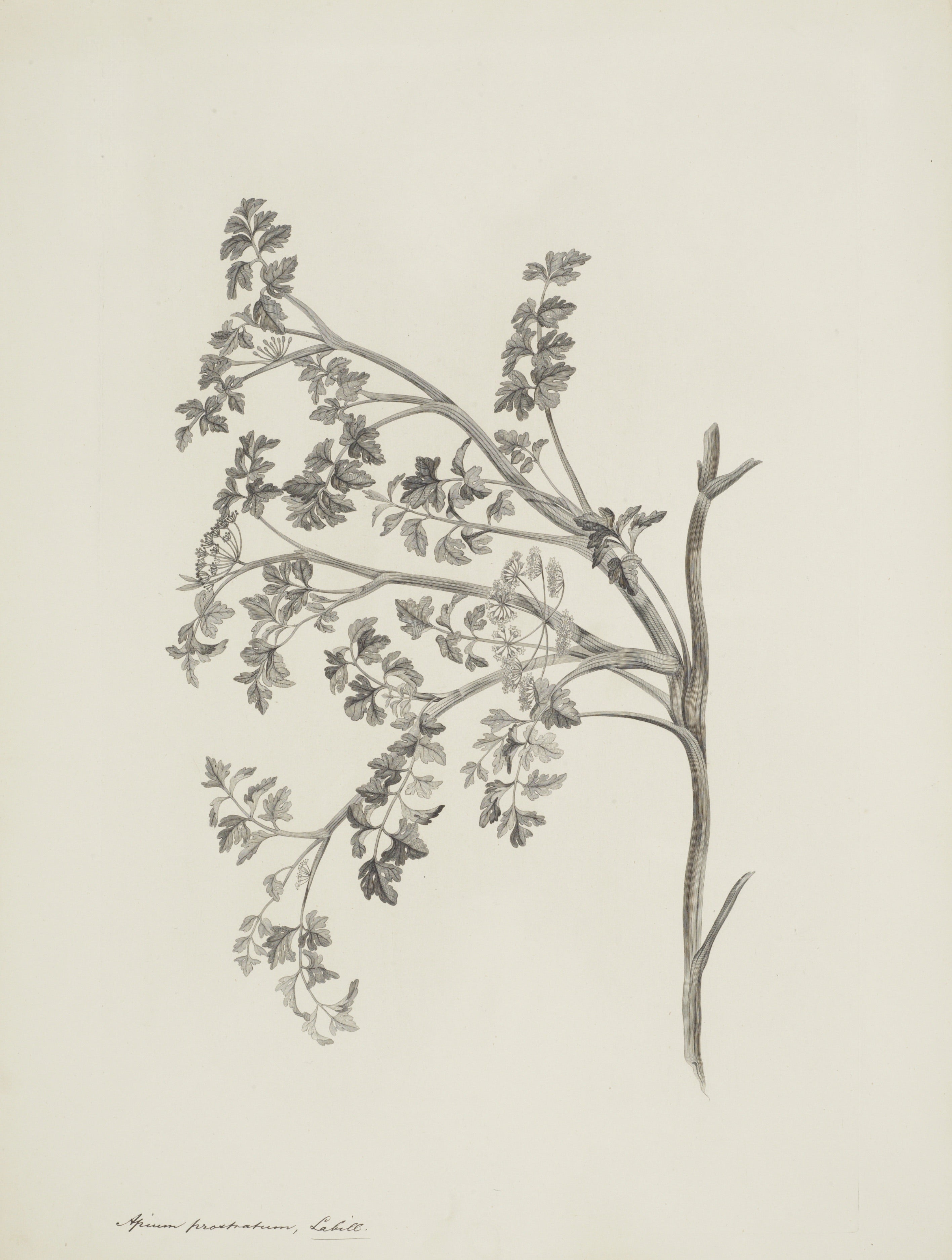NEW ZEALAND PLANT 5