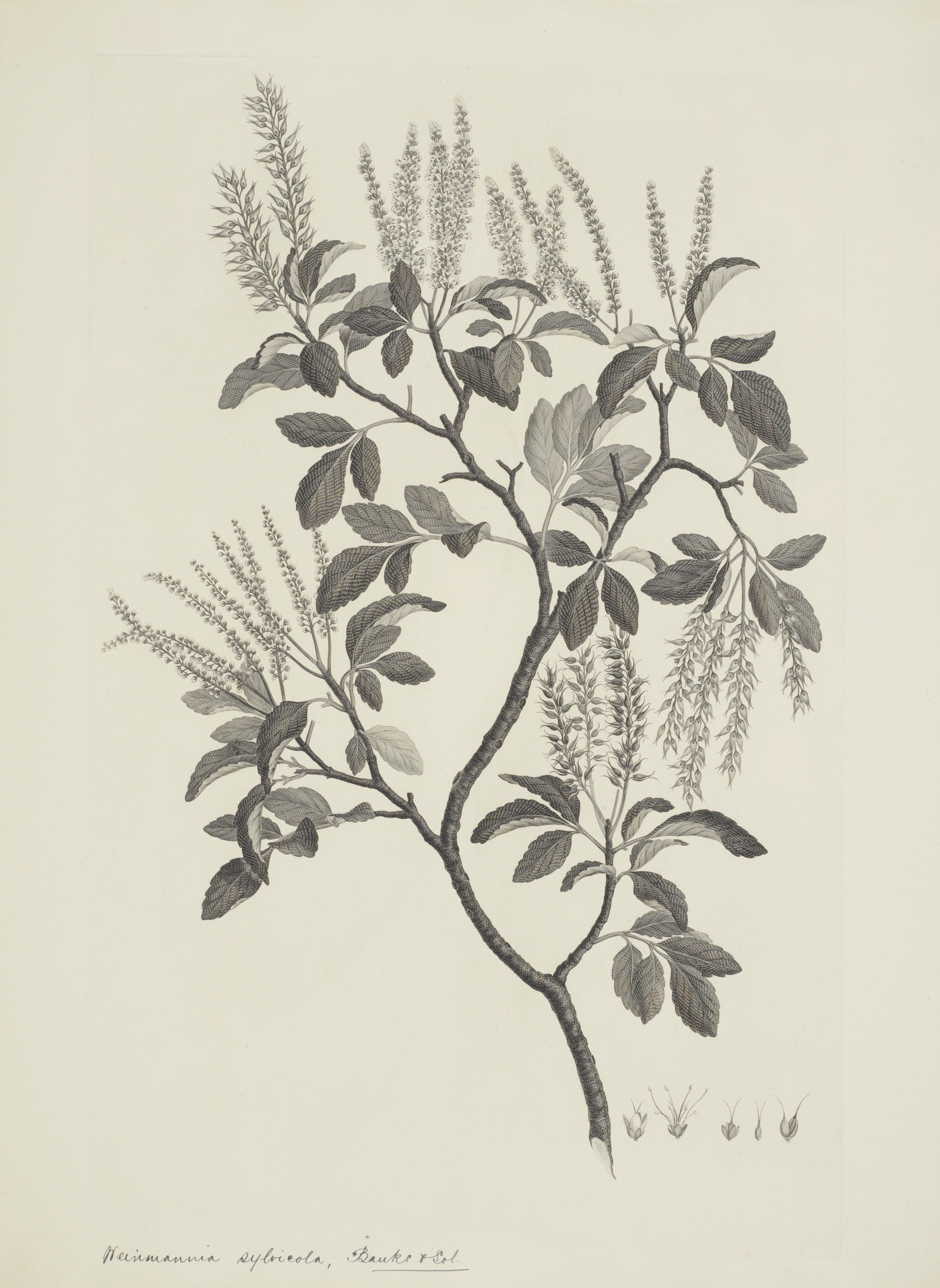 NEW ZEALAND PLANT 60